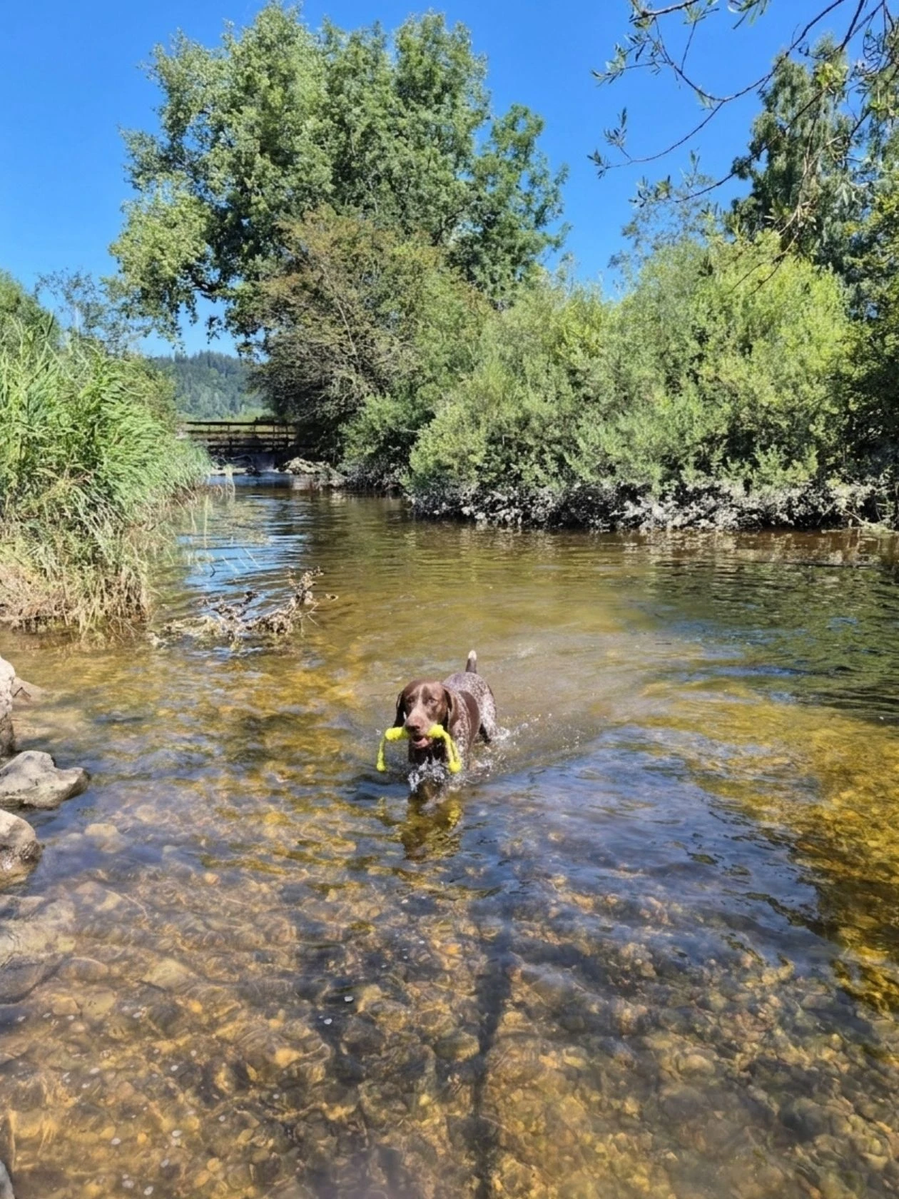 Hopfensee mit Hund
