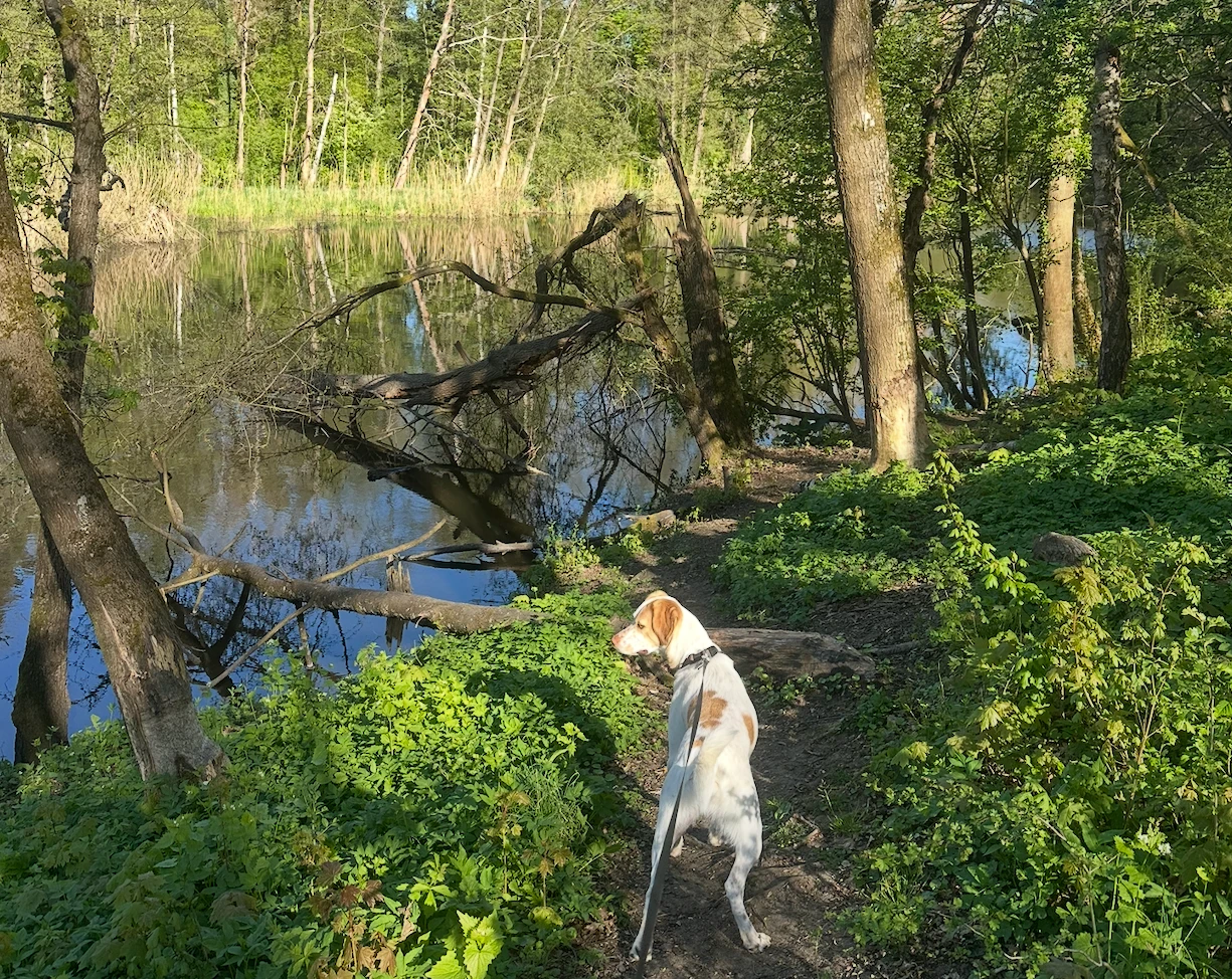 Mit Hund im Sommer raus: Gassi gehen bei Hitze