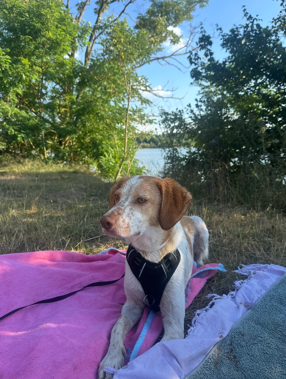 Hund am See