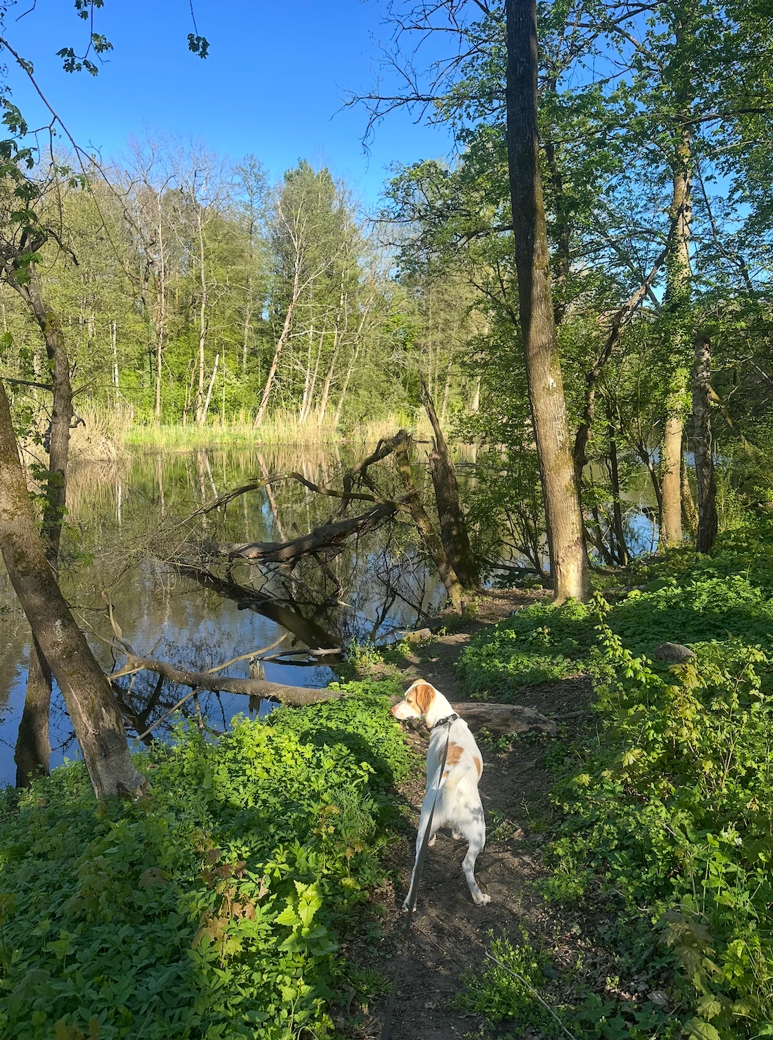 Abendrunde mit Hund im Sommer