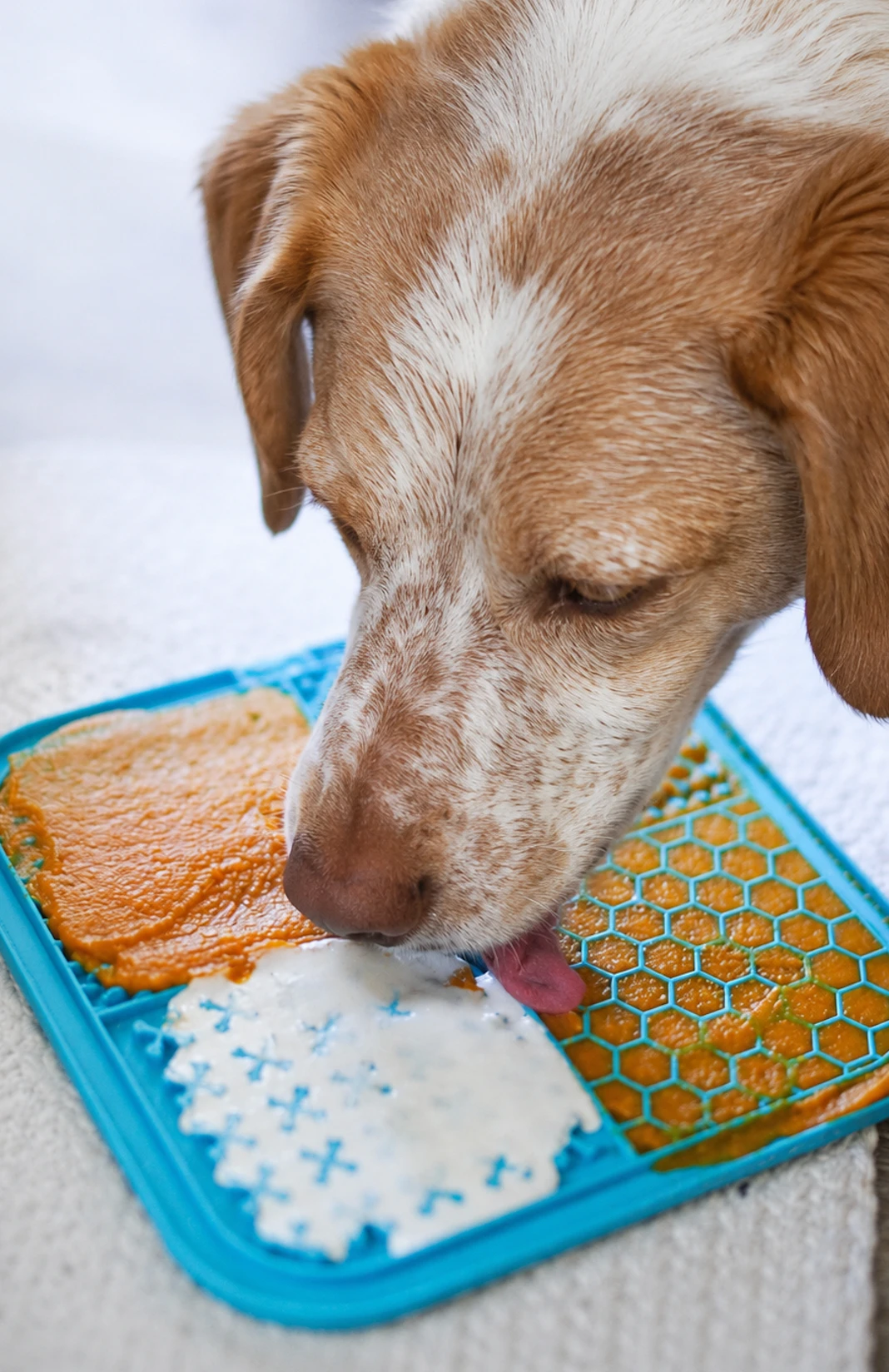 Schleckmatte für Hunde