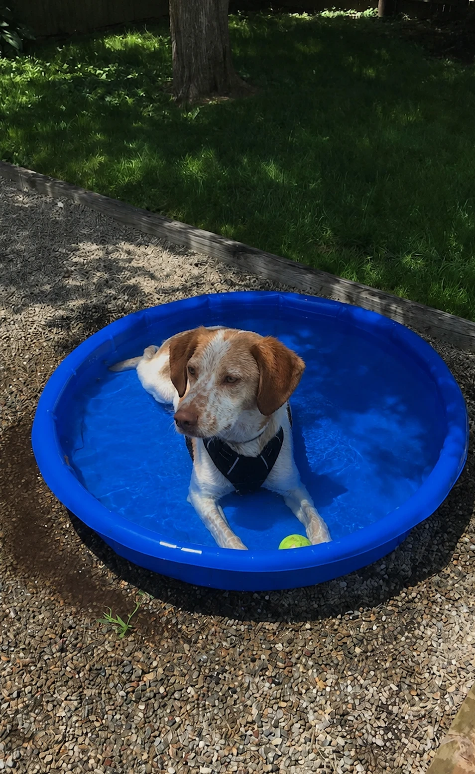Hundepool im Sommer