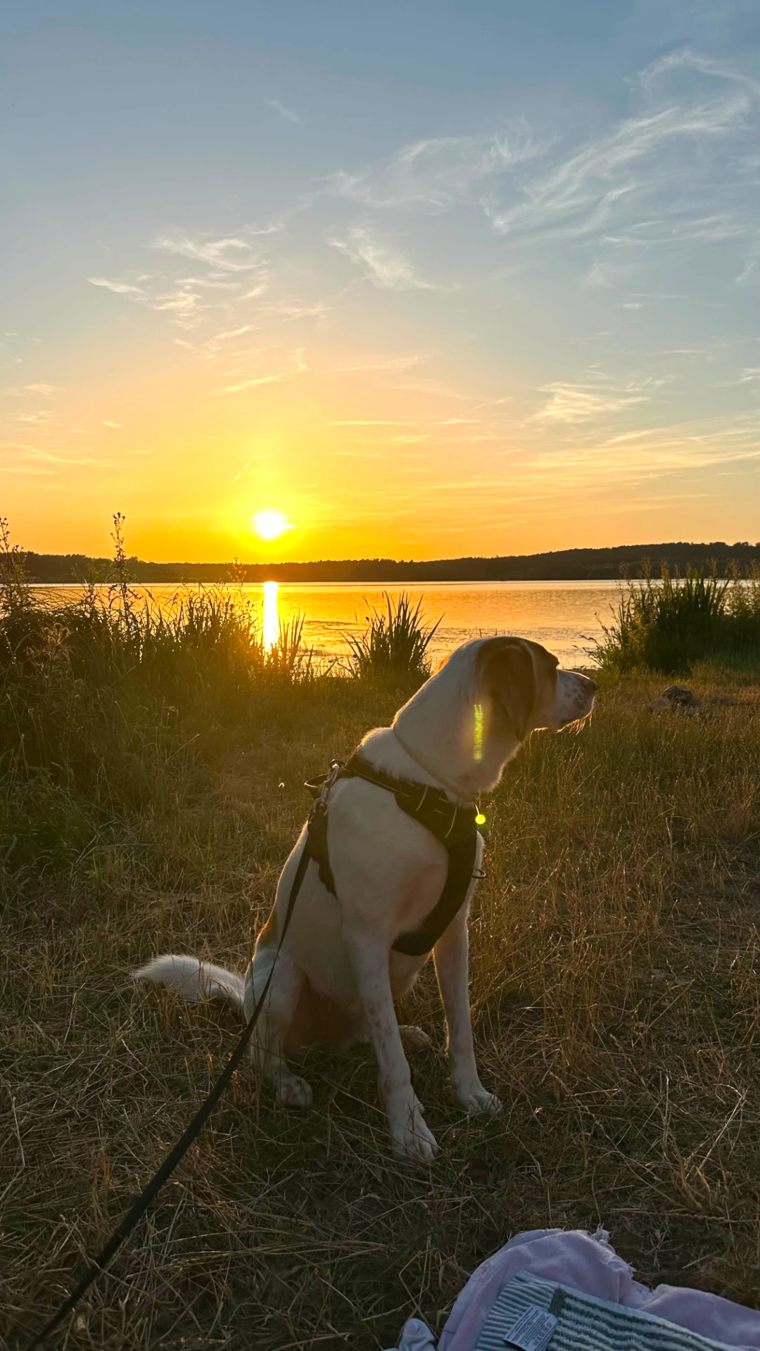 Hund Abends am See