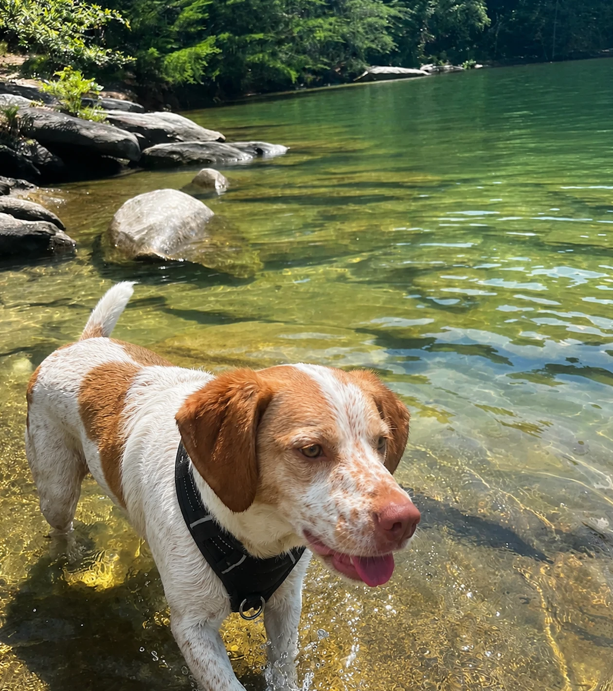 Hund schwimmt im Fluss