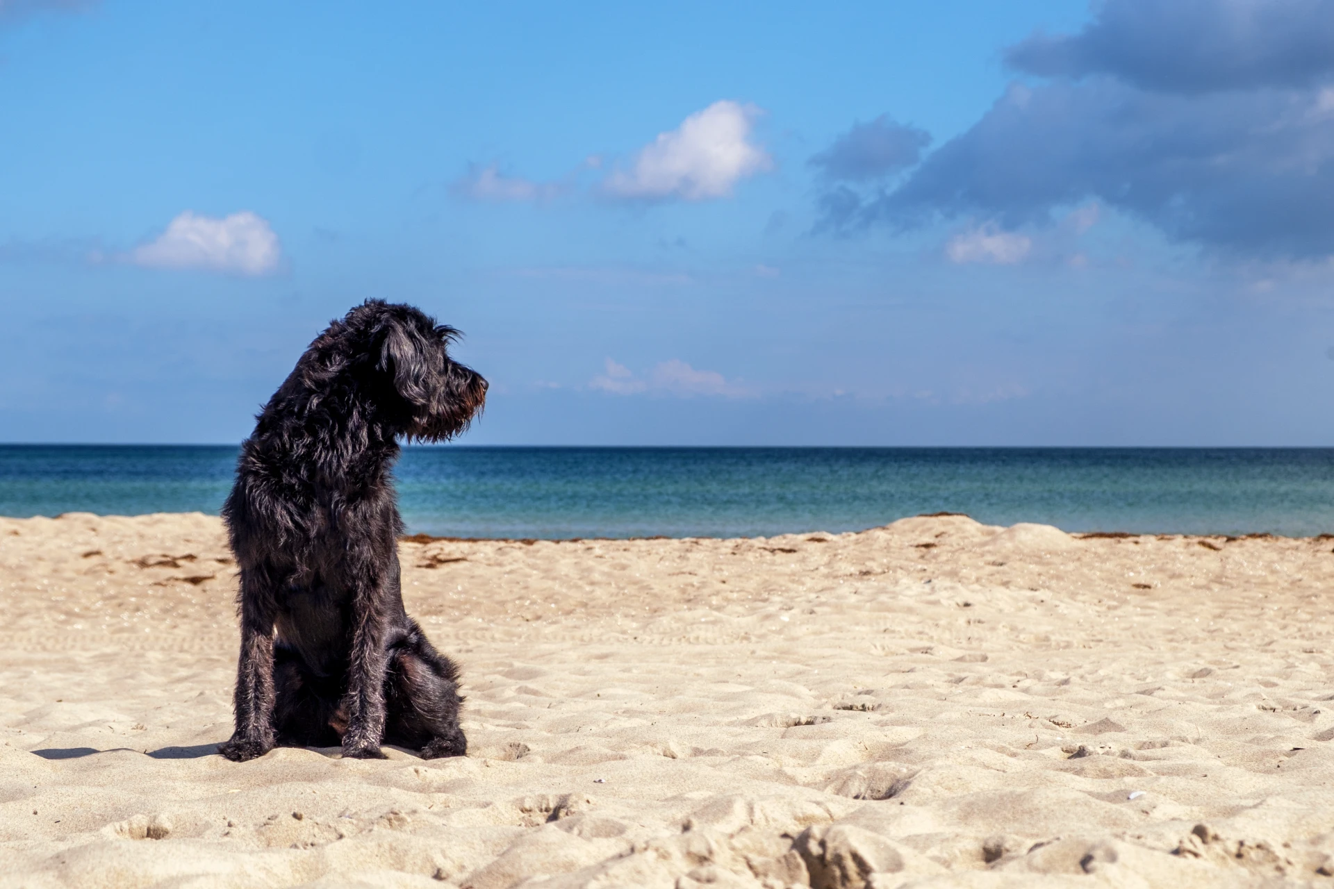 Top 10 Hundestrände in Deutschland