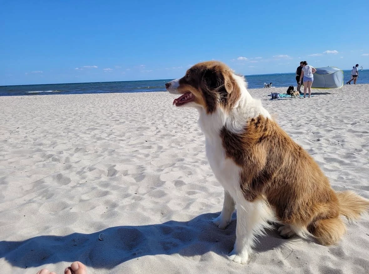 Hundestrand in Grömitz