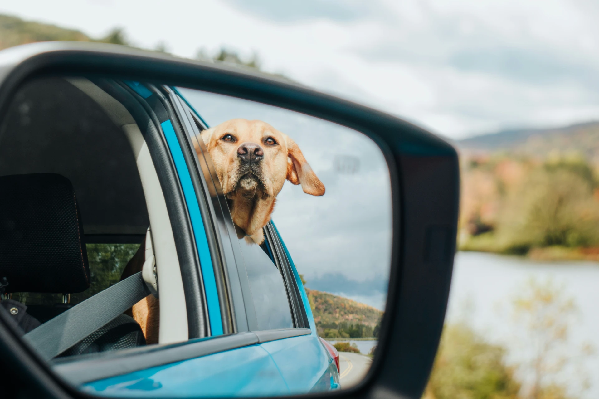 Urlaub mit Hund