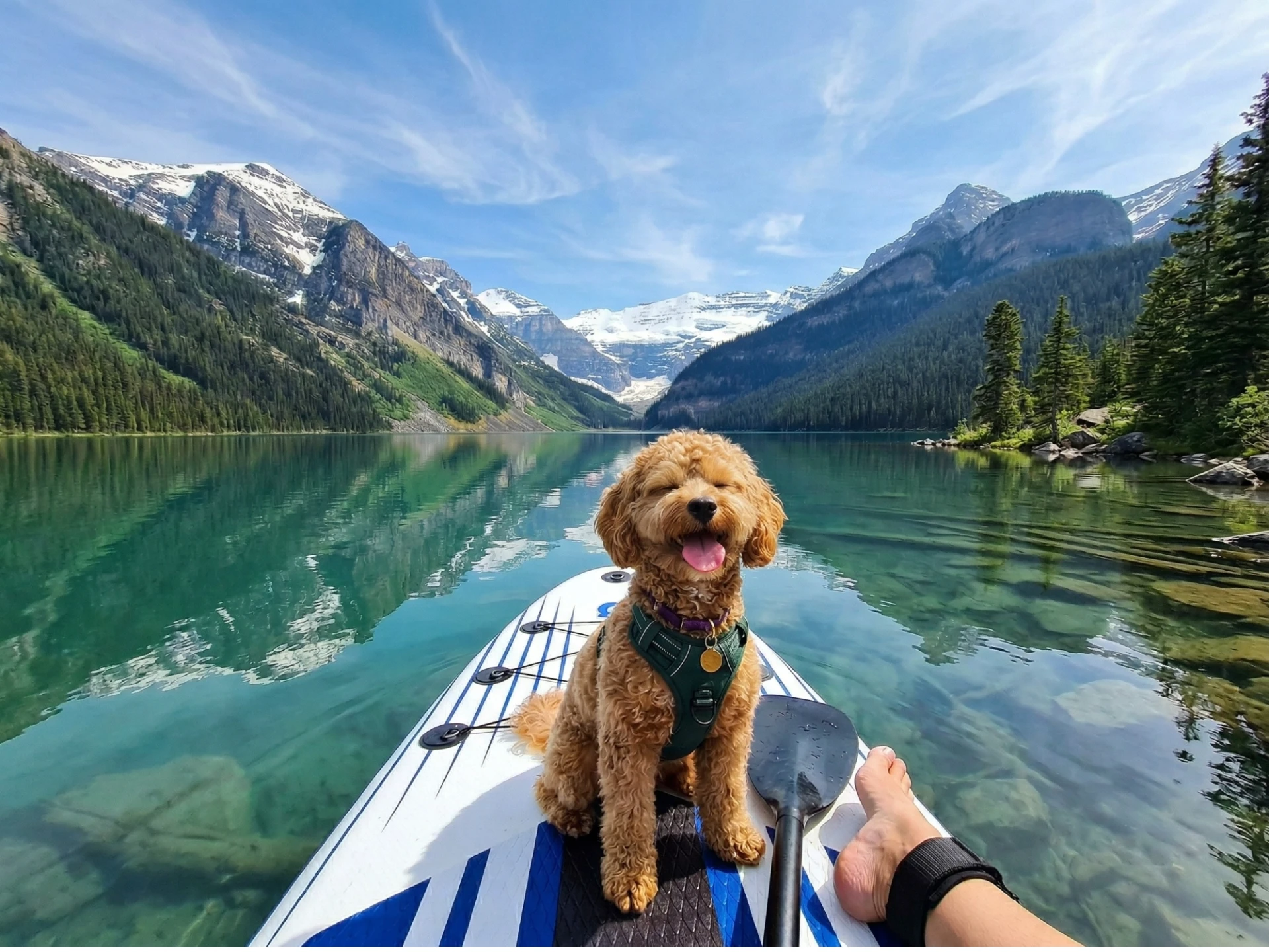 SUP mit Hund: Der komplette Guide für Einsteiger