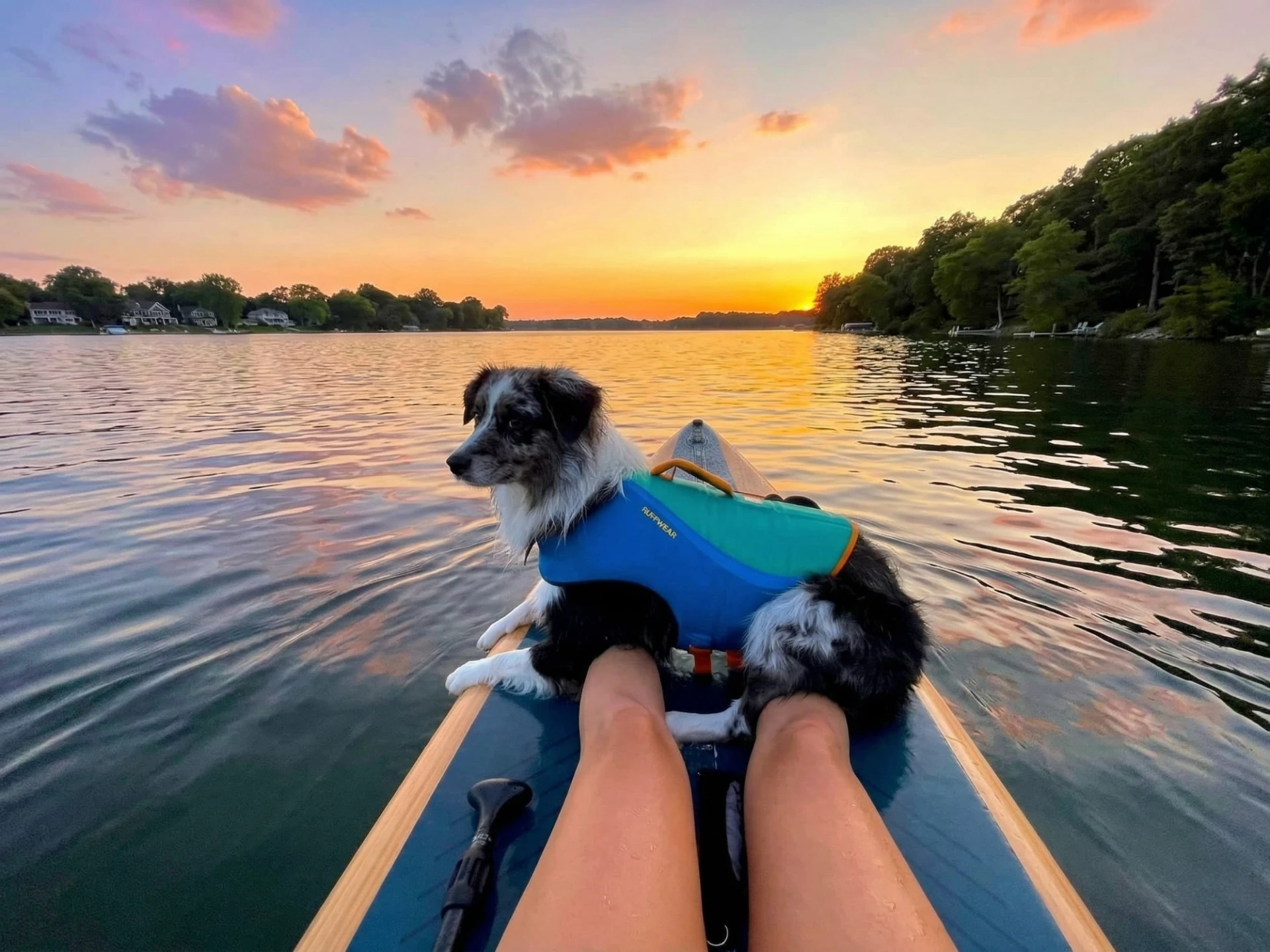 Sup fahren mit Hund am Bodensee