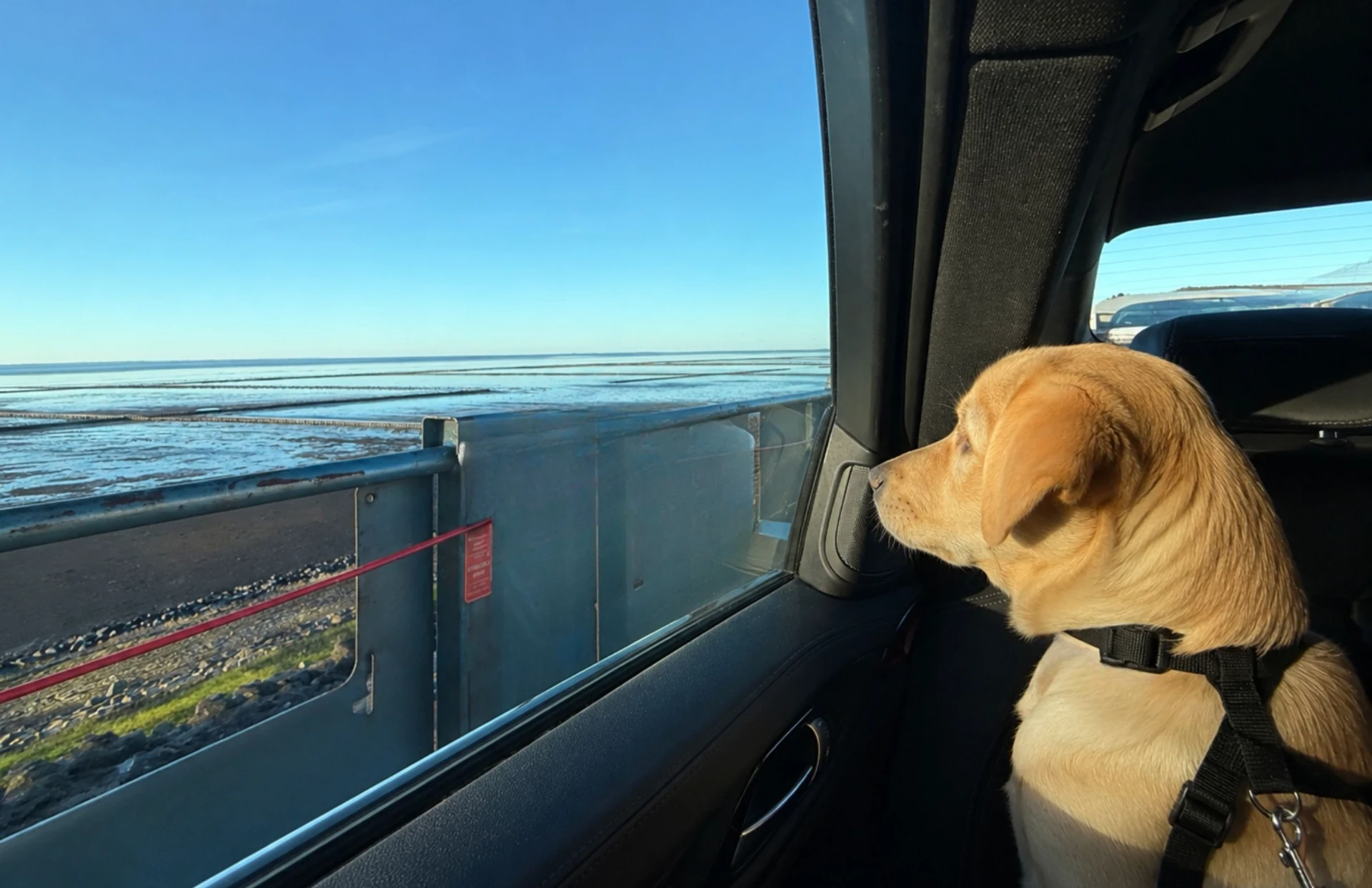 Autozug nach Sylt mit Hund: So klappt die Anreise entspannt