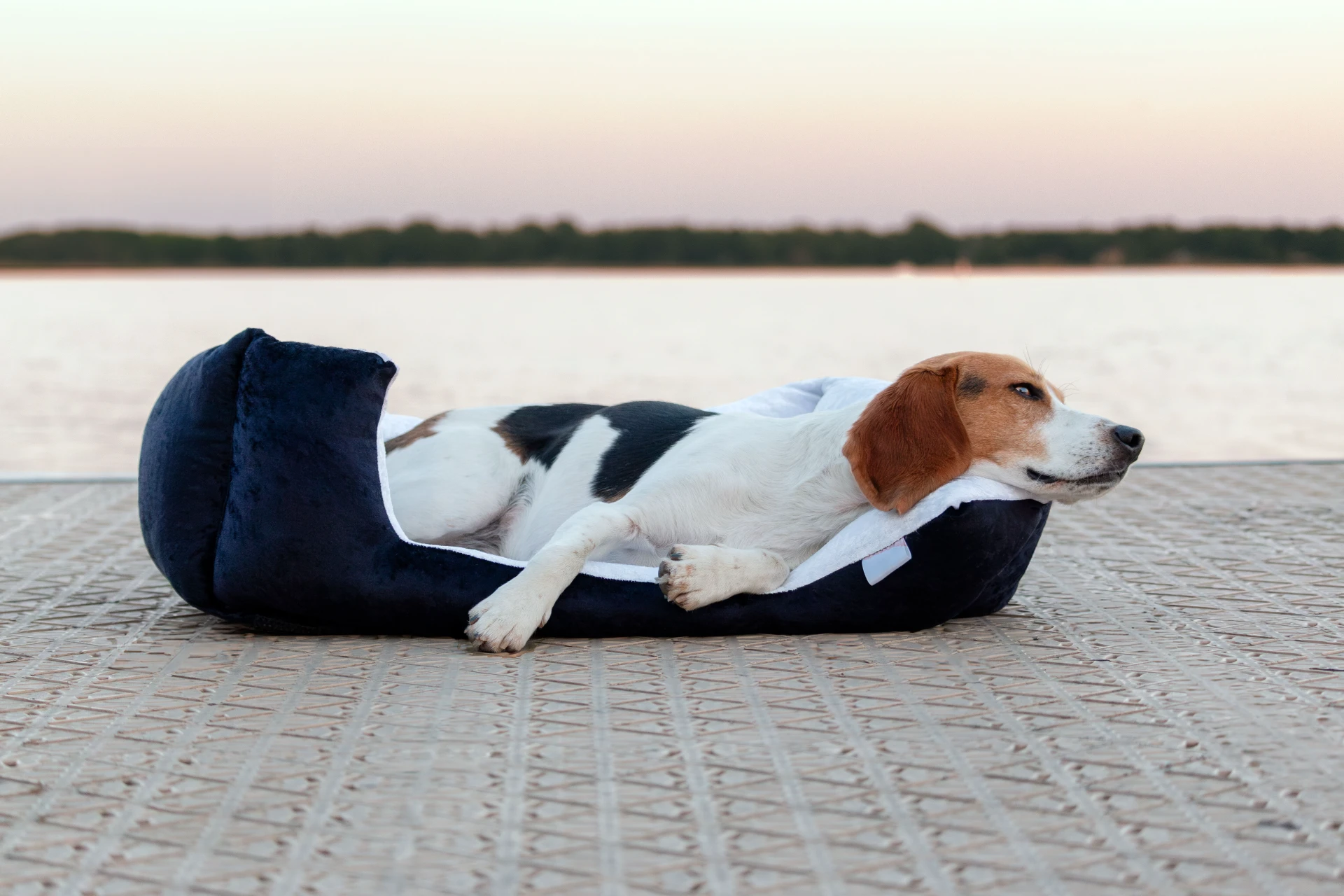 Hund in Ferienwohnung alleine lassen? Meine ehrliche Meinung