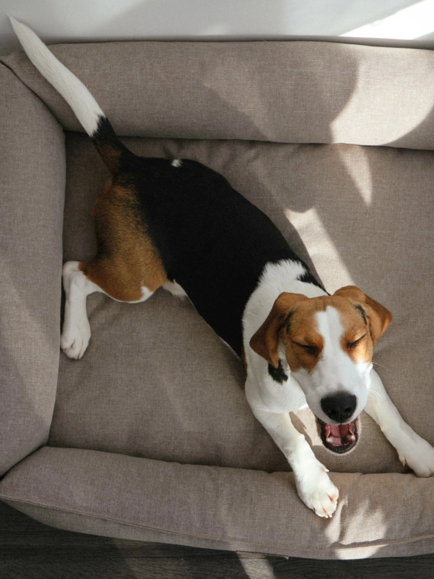 Hund in Ferienwohnung
