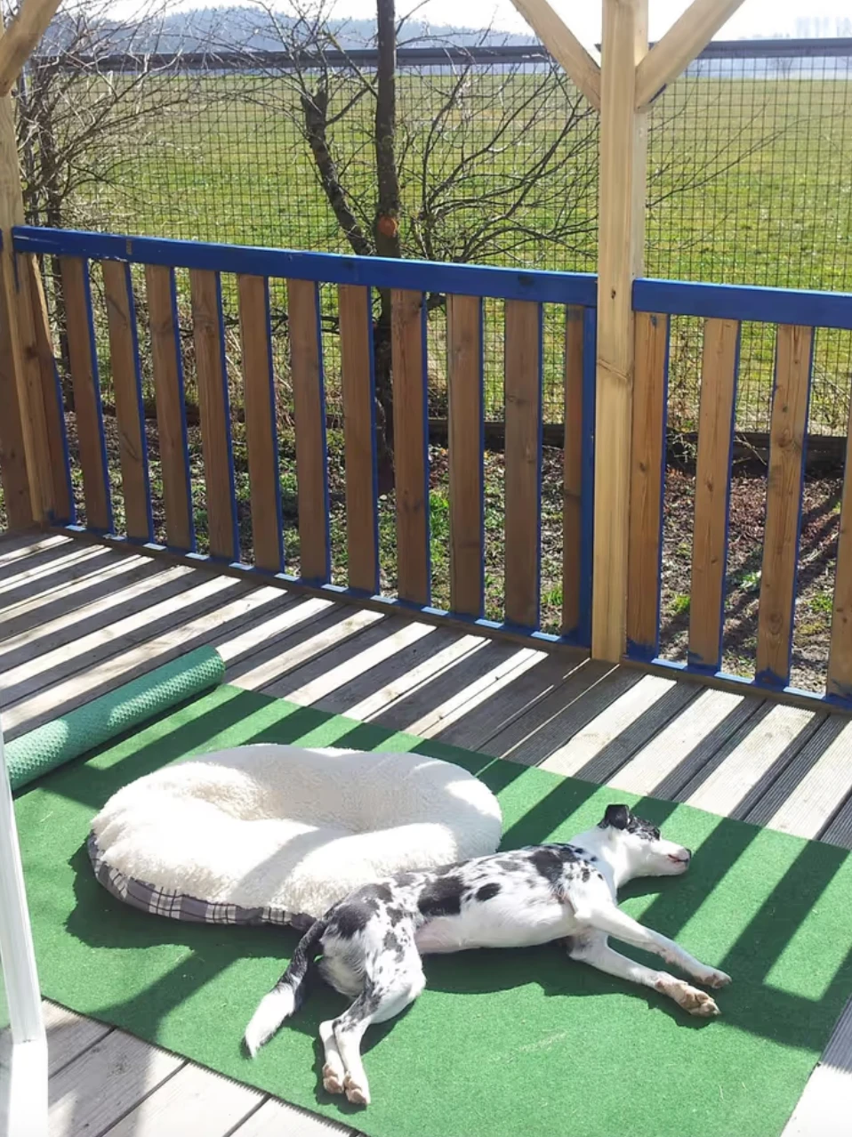 Hund liegt auf dem Balkon