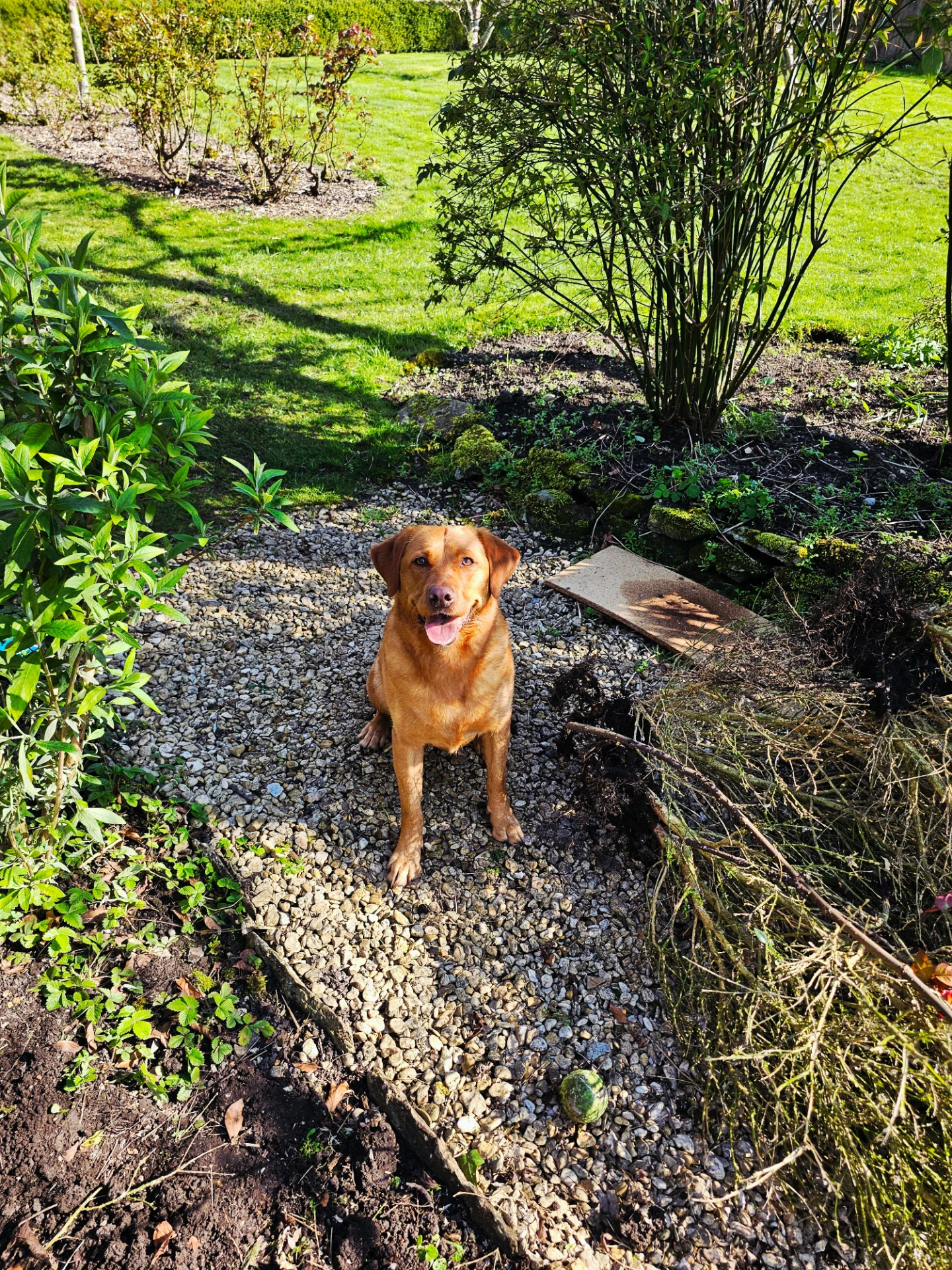 eingezäunter Garten