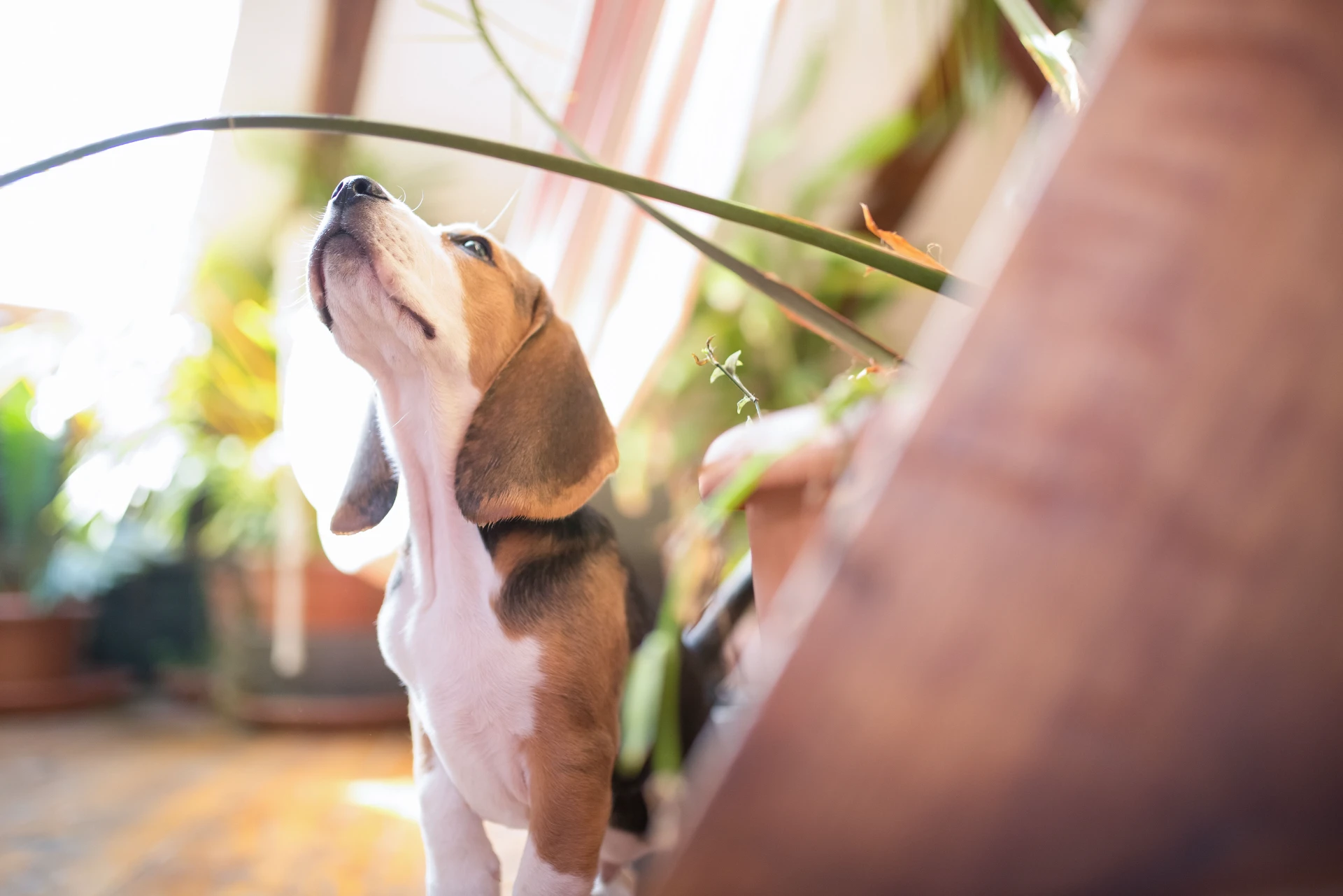 Hund in Ferienwohnung alleine