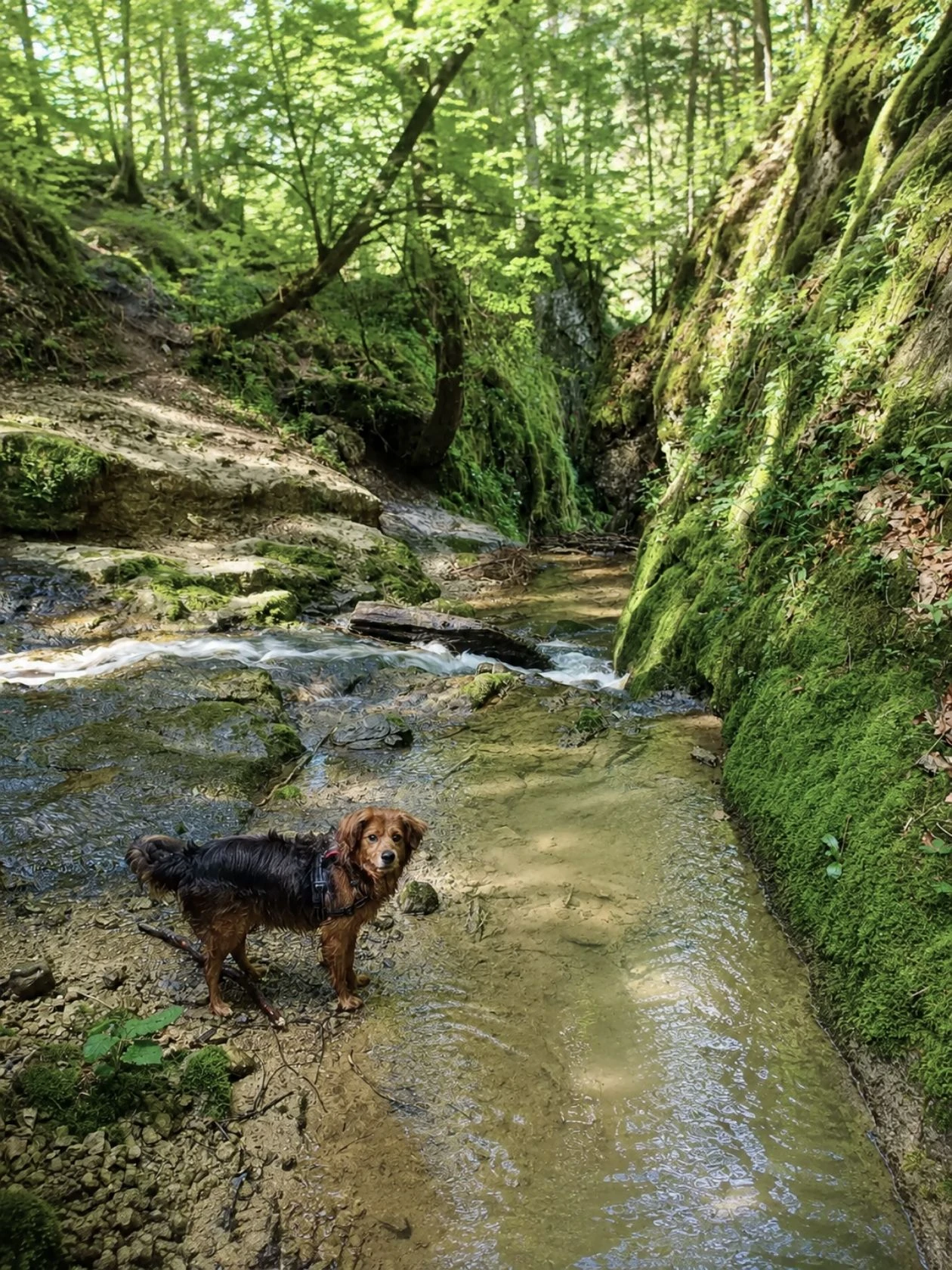 Geratser Wasserfall mit Hund