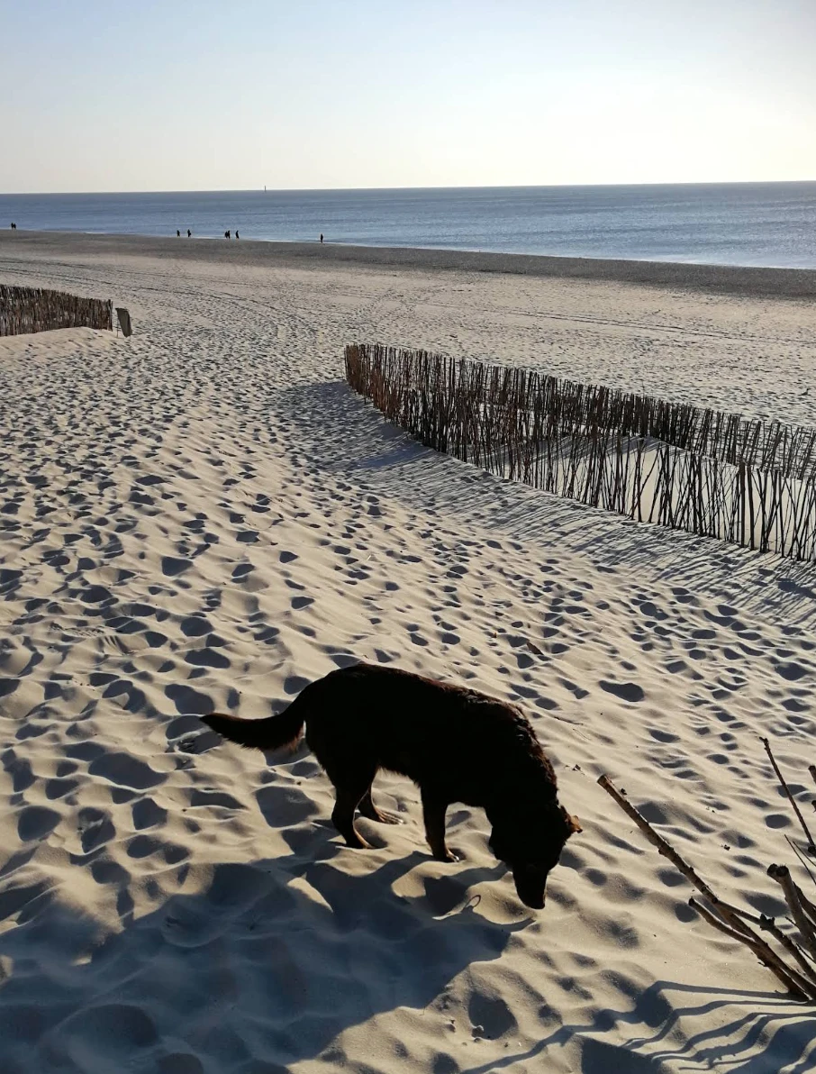 Hundestrand Westerland
