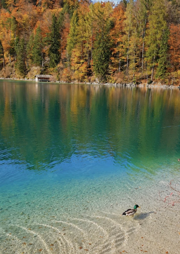 Alpsee bei Hohenschwangau