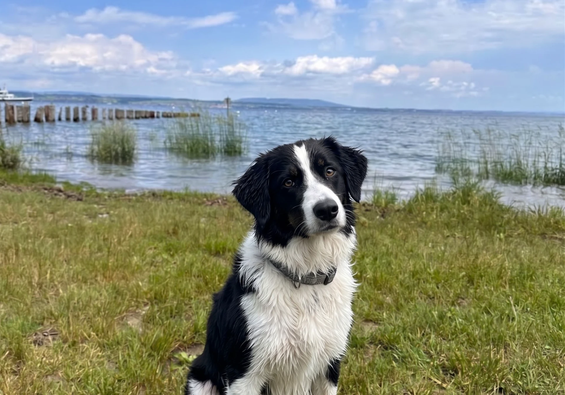 Hund am Hundestrand von Altnau am Bodensee