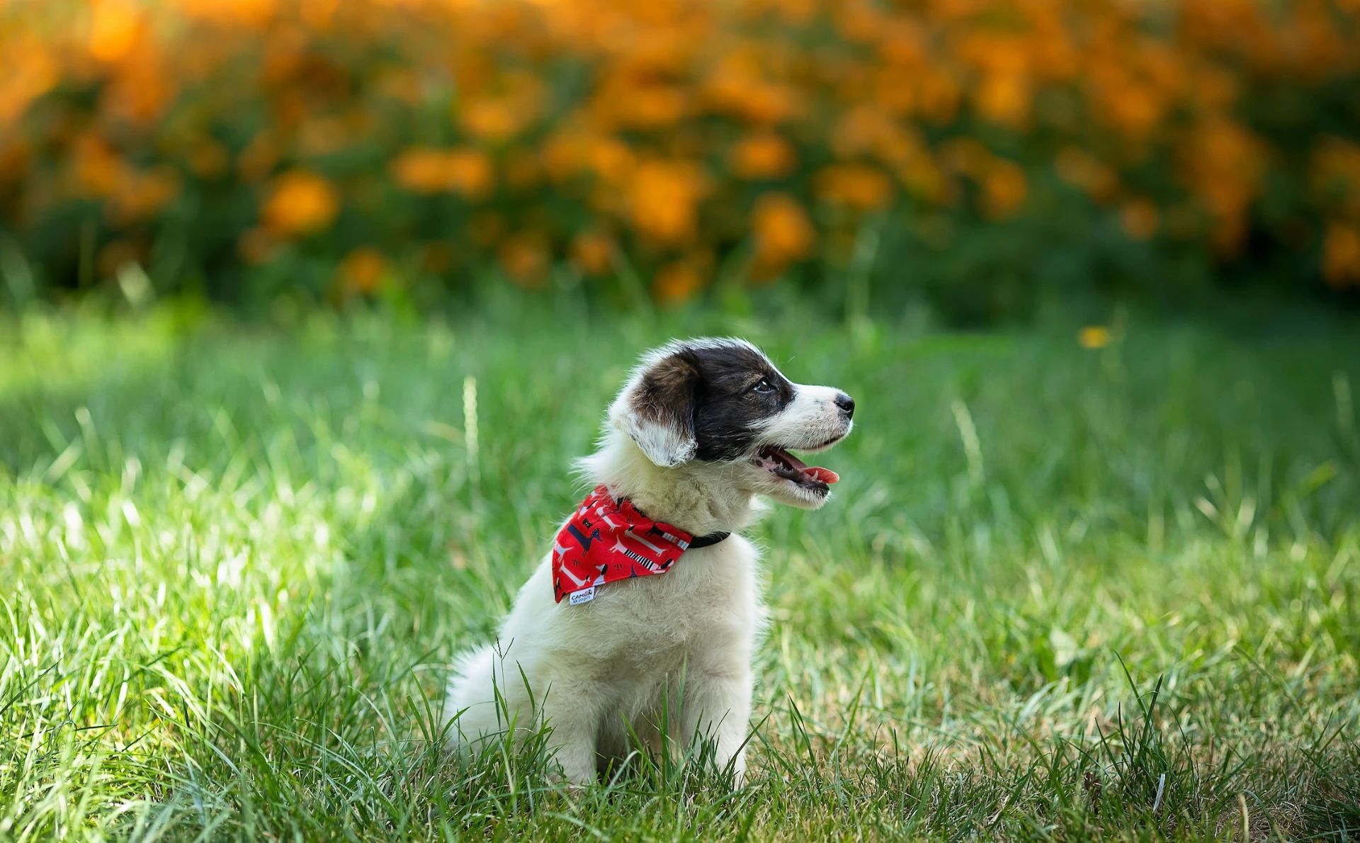 Hundekrankenversicherung für junge Hunde