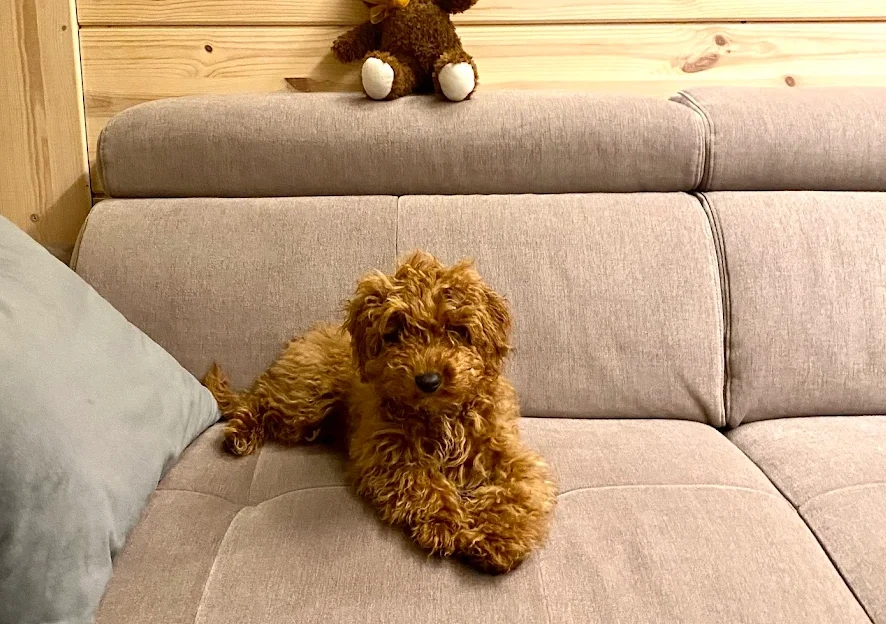 Hund in der Unterkunft