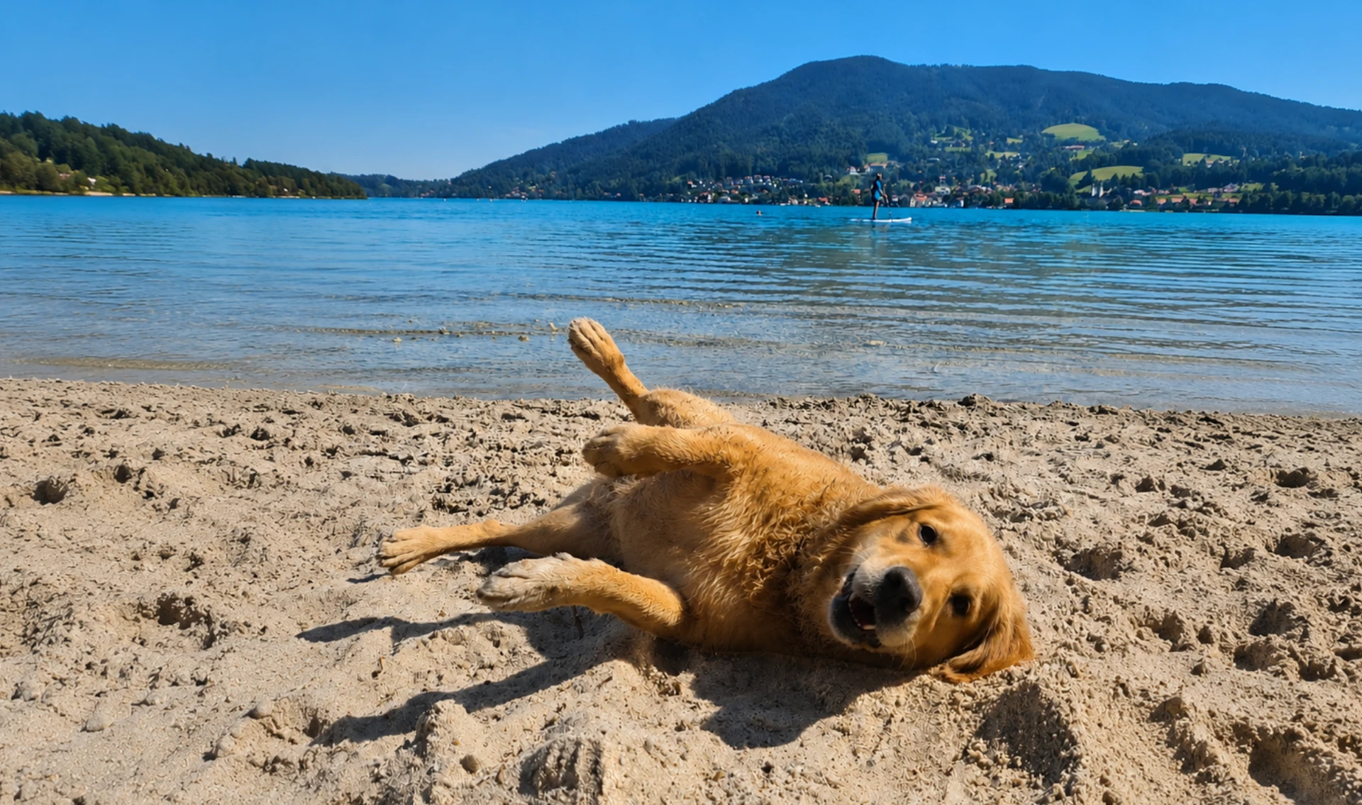 Welcher See mit Hund rund um München? Unsere ehrliche Empfehlung