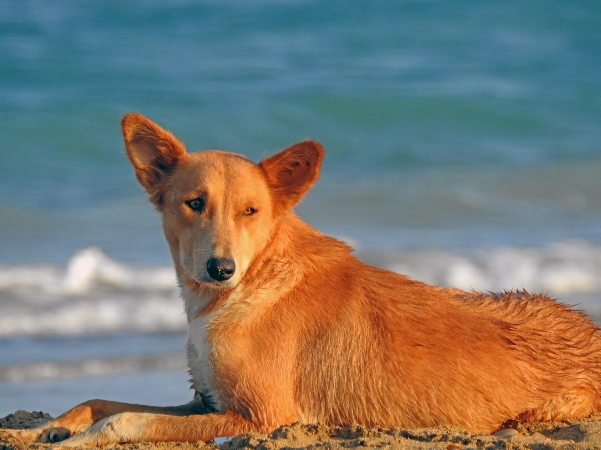 Hund am Strand kühlen & Schatten finden: Meine besten Tipps & Equipment für 2026