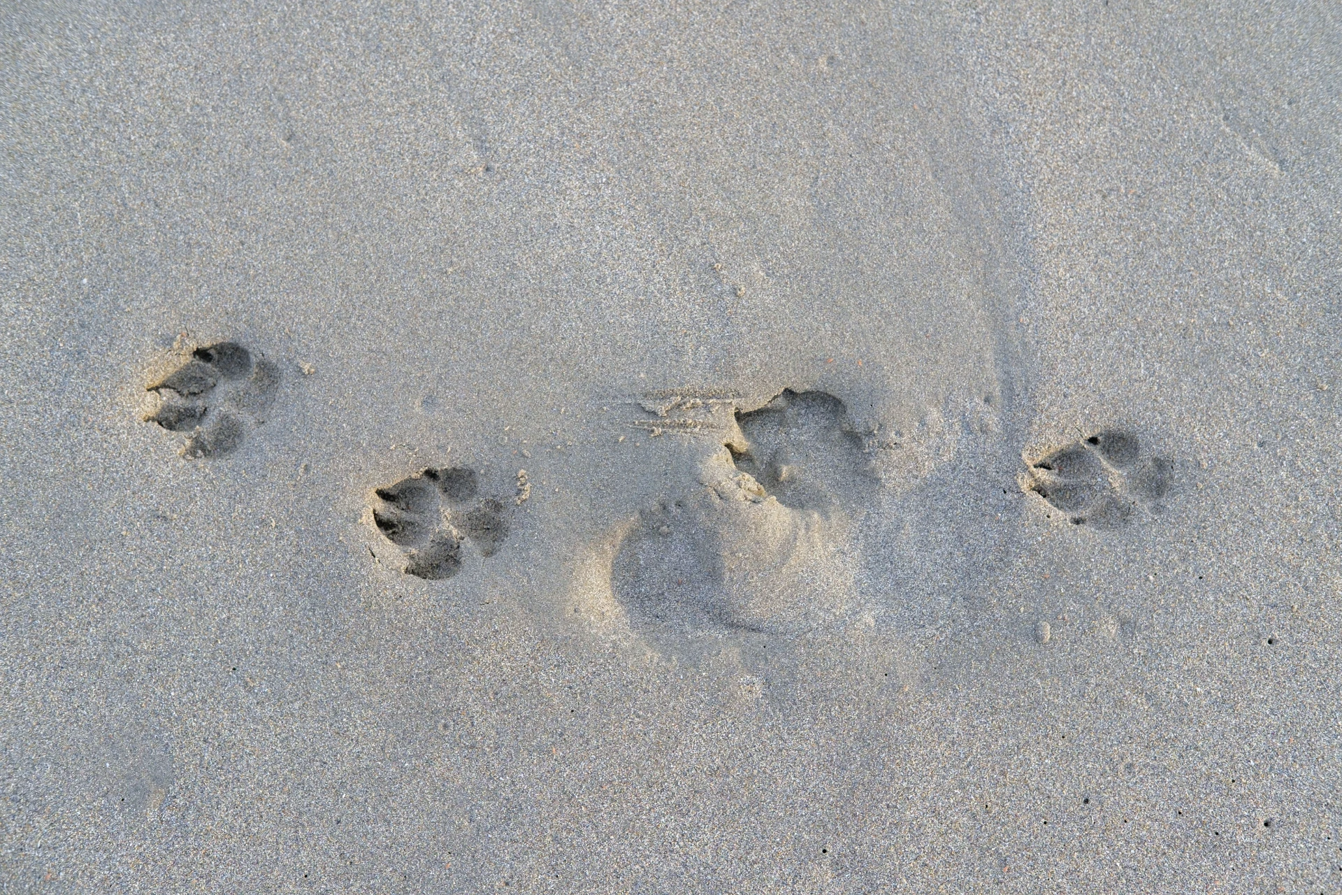 Hundpfoten im Sand