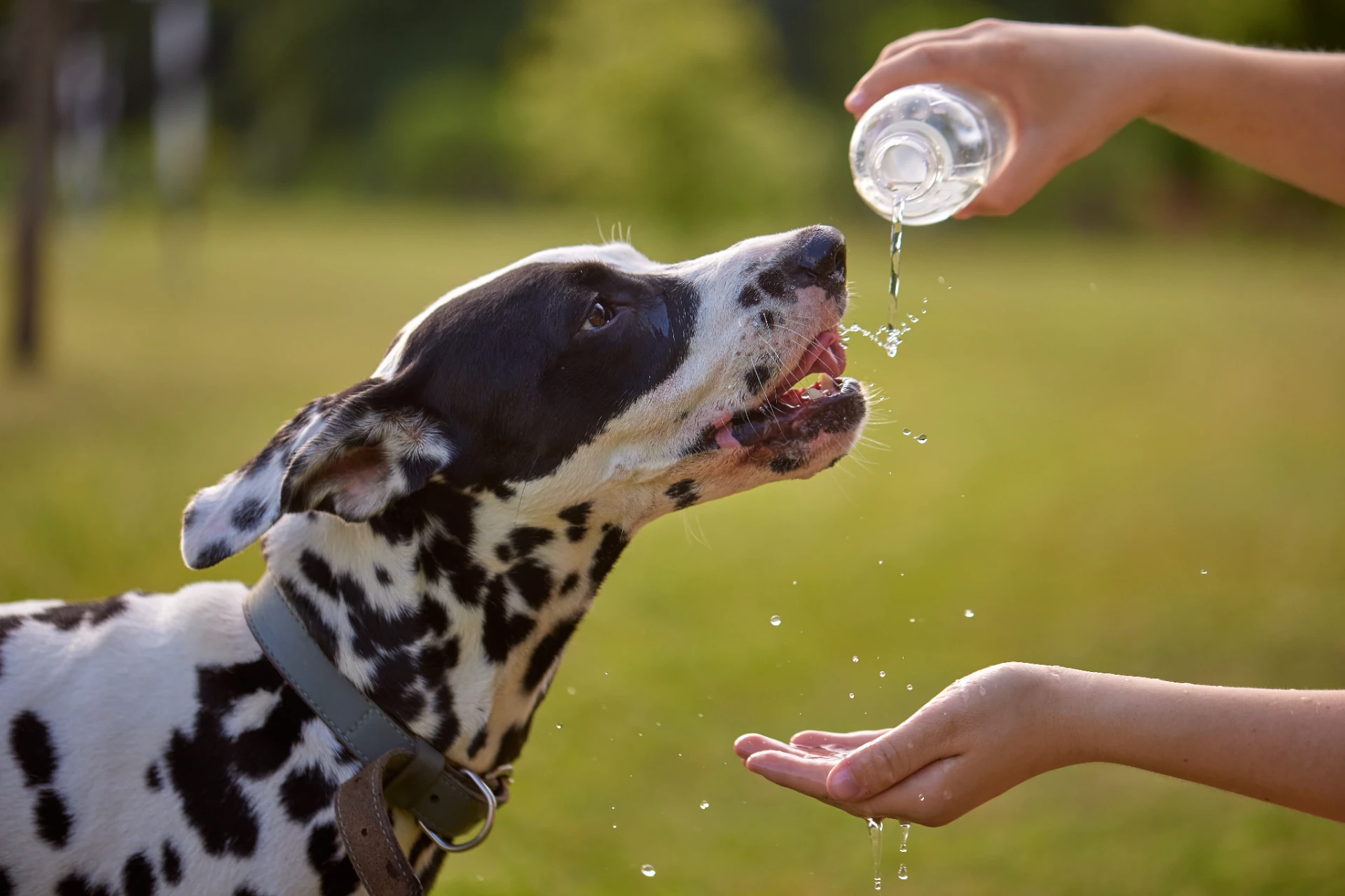 Hund im Sommer abzukühlen