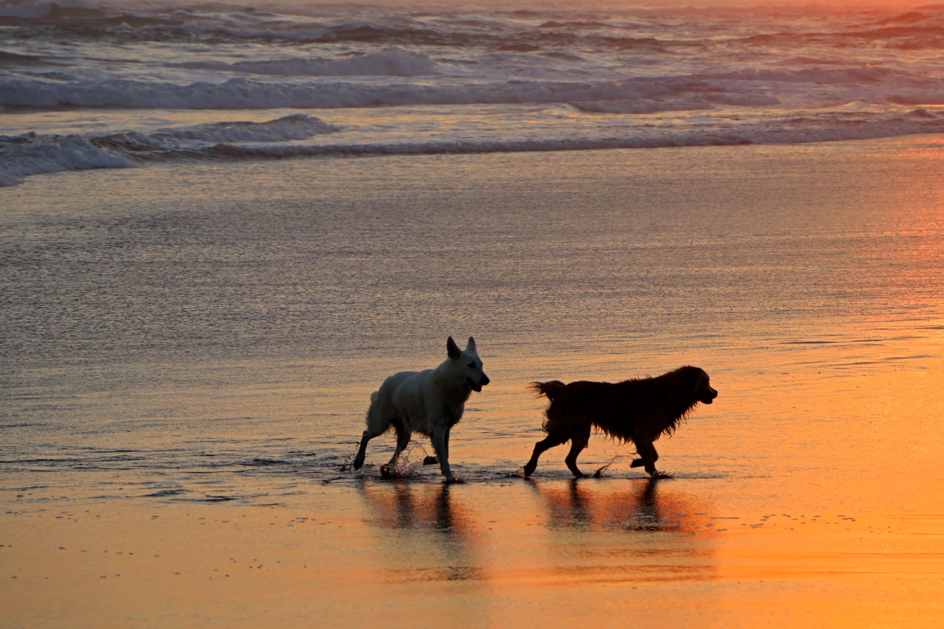 Hunde Abends am Strand