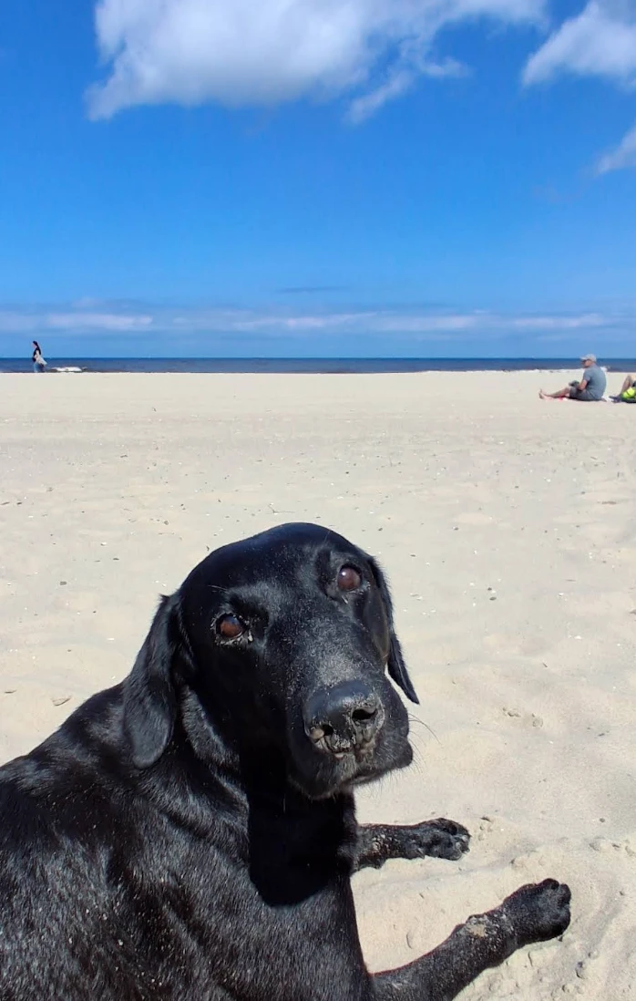 Ostsee Hundestrand