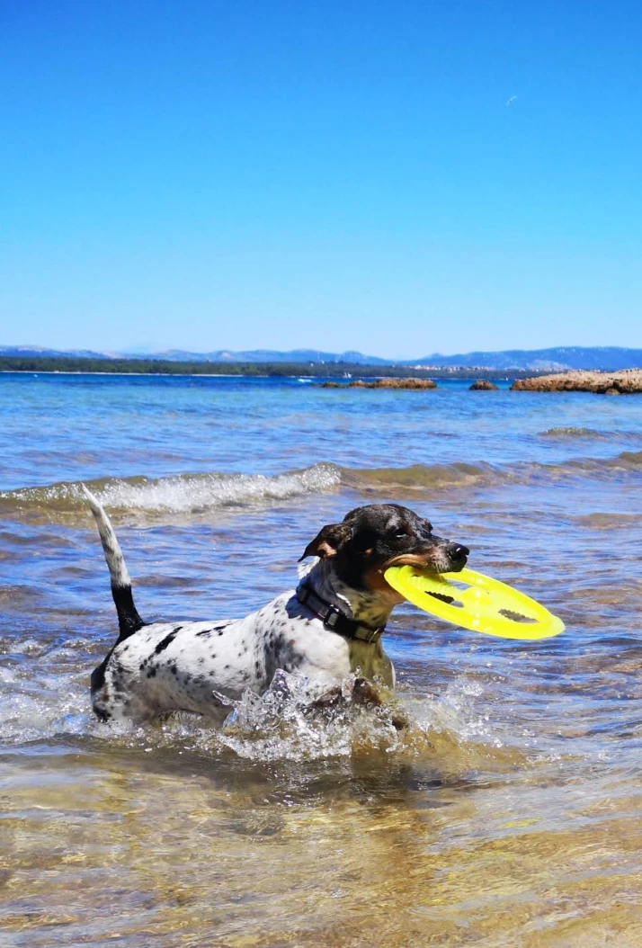 Hundestrand Bartovica