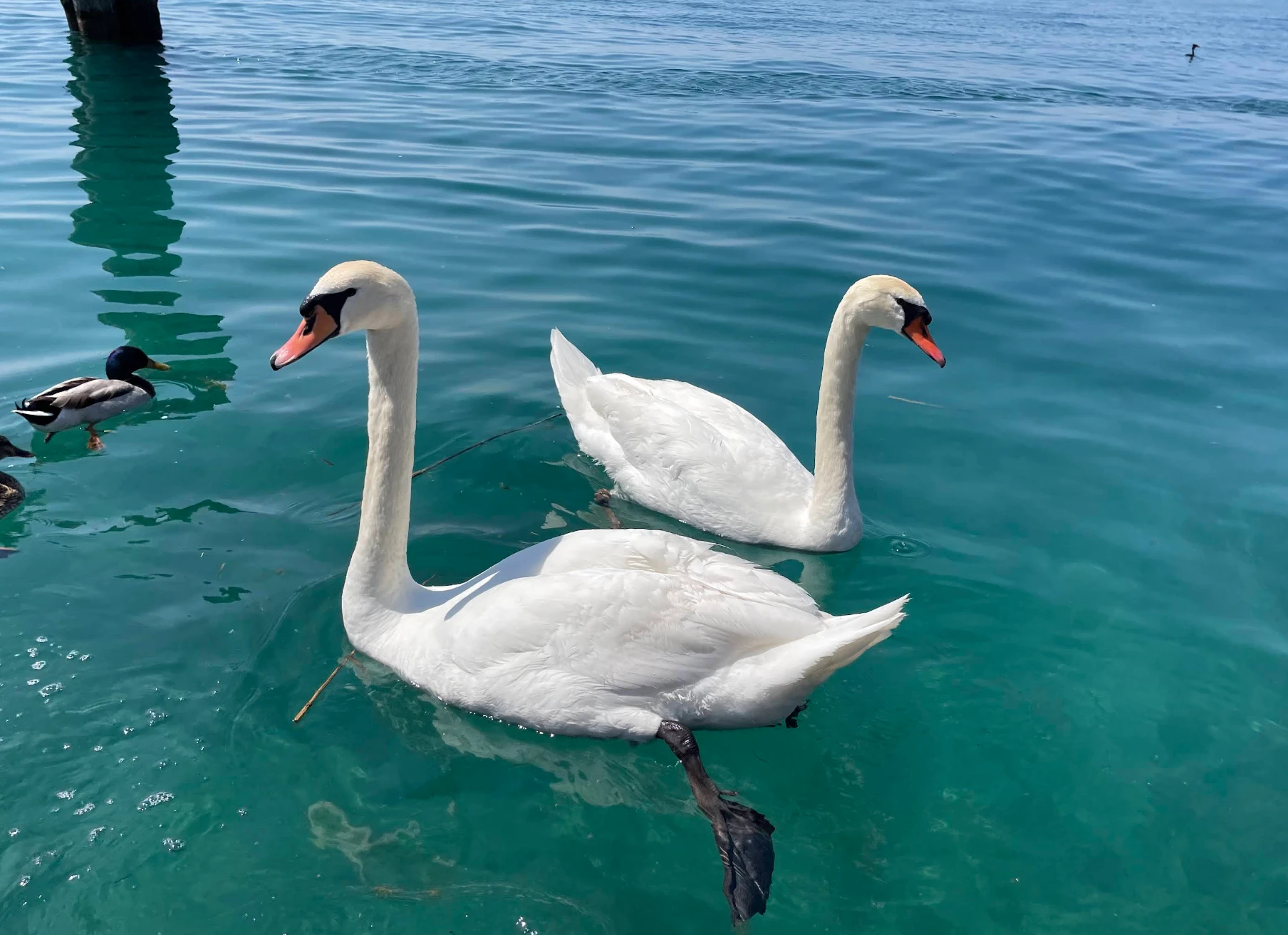 Lazise am Gardasee