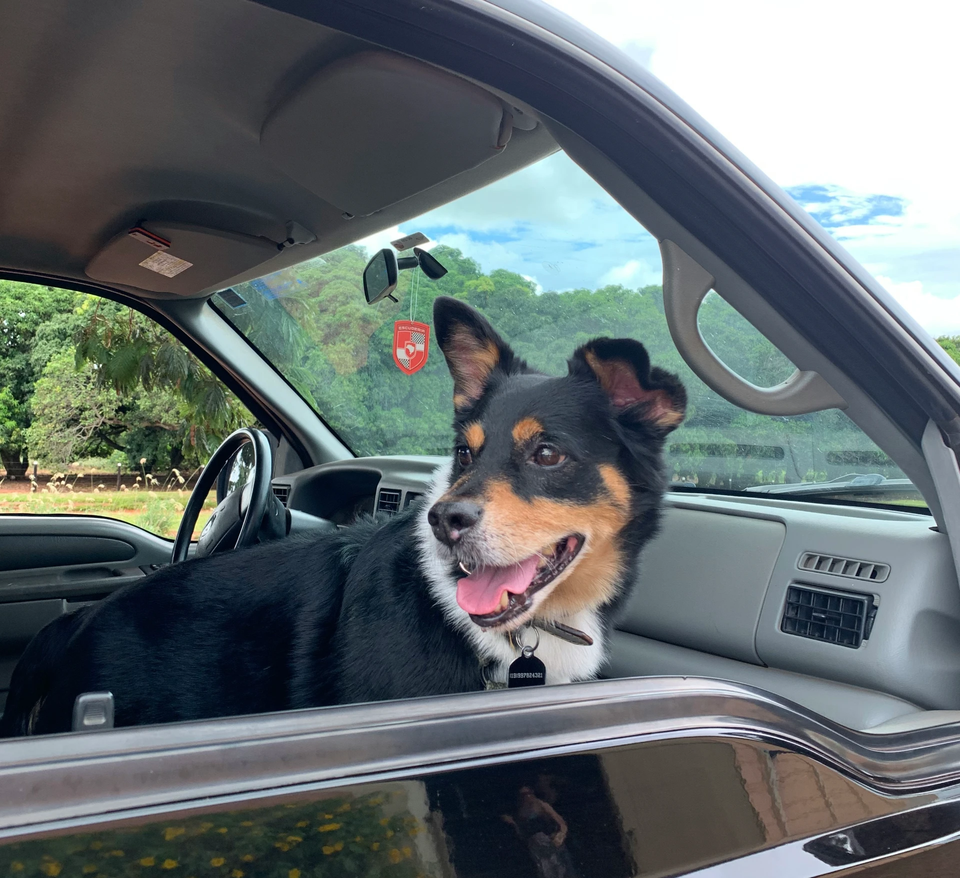 Entspannt ans Ziel: Unsere 5 besten Tipps für lange Autofahrten mit Hund