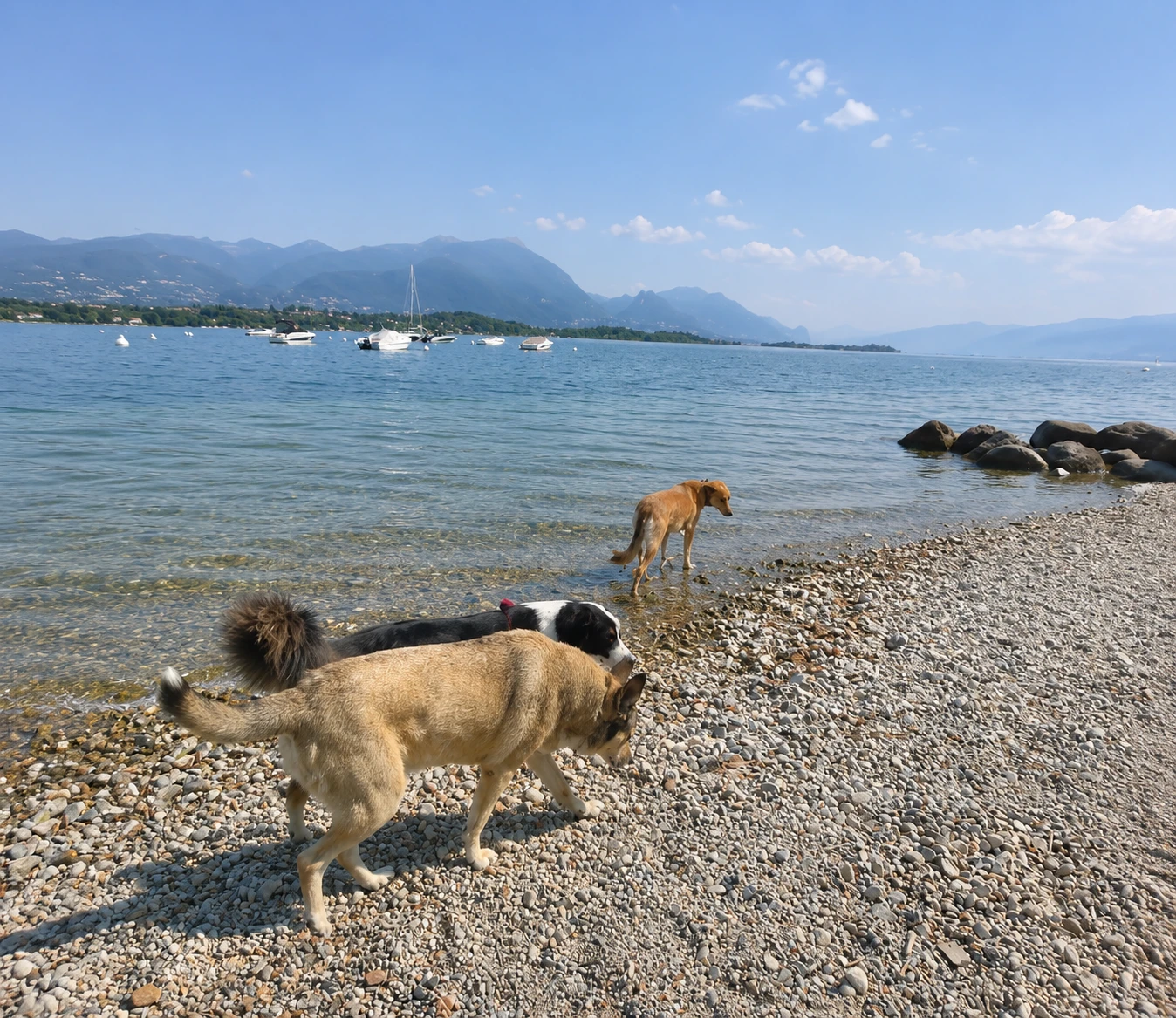 Hundestrand Fido Beach