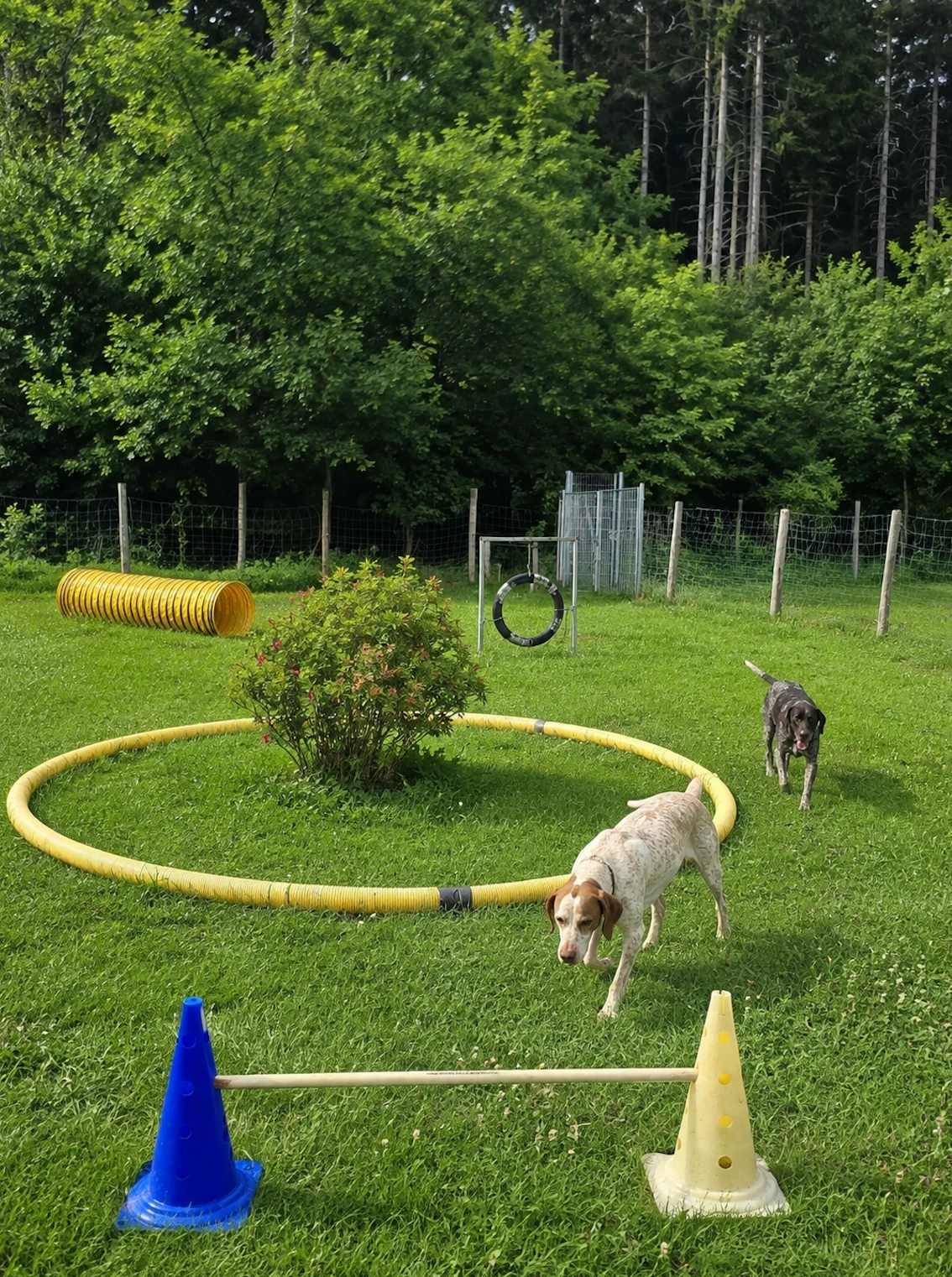Hundespielwiese im Allgäu
