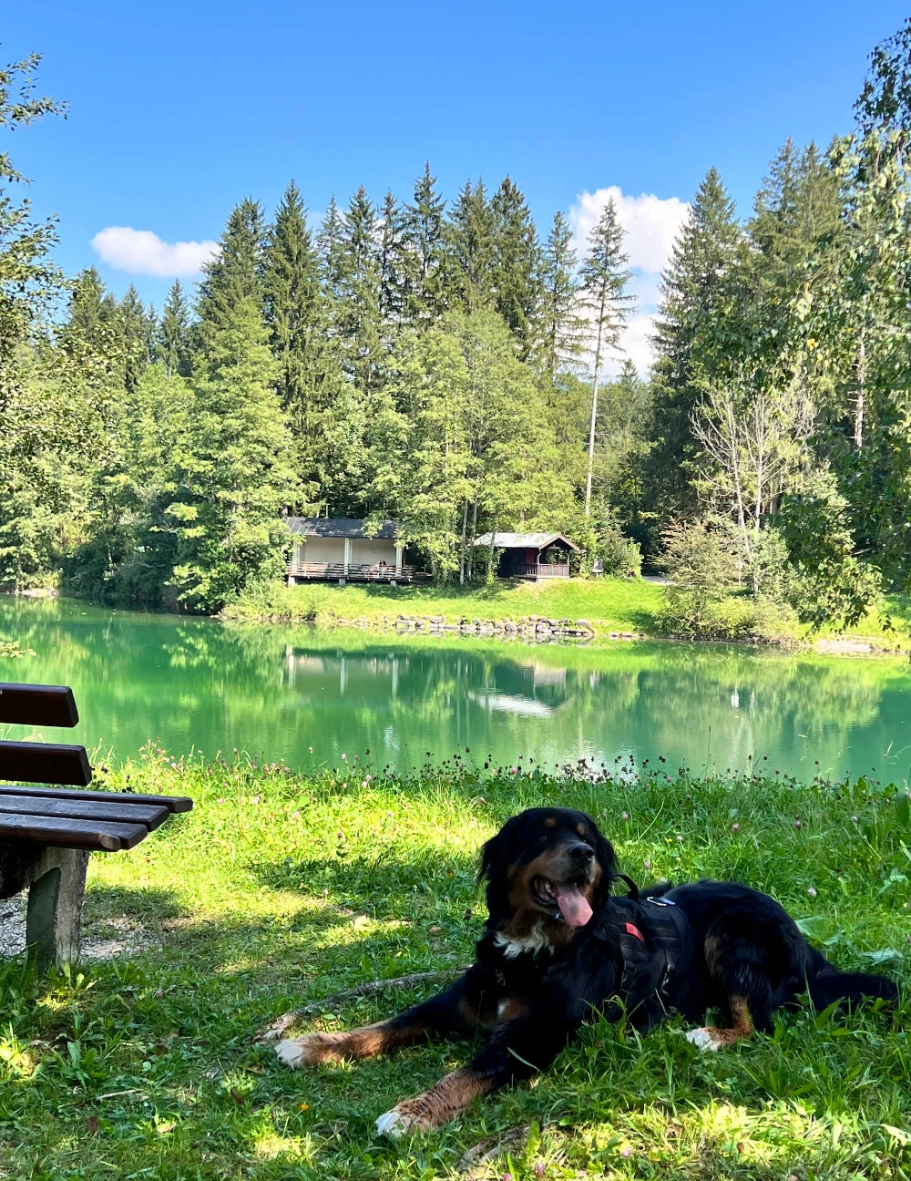Auwaldsee mit Hund