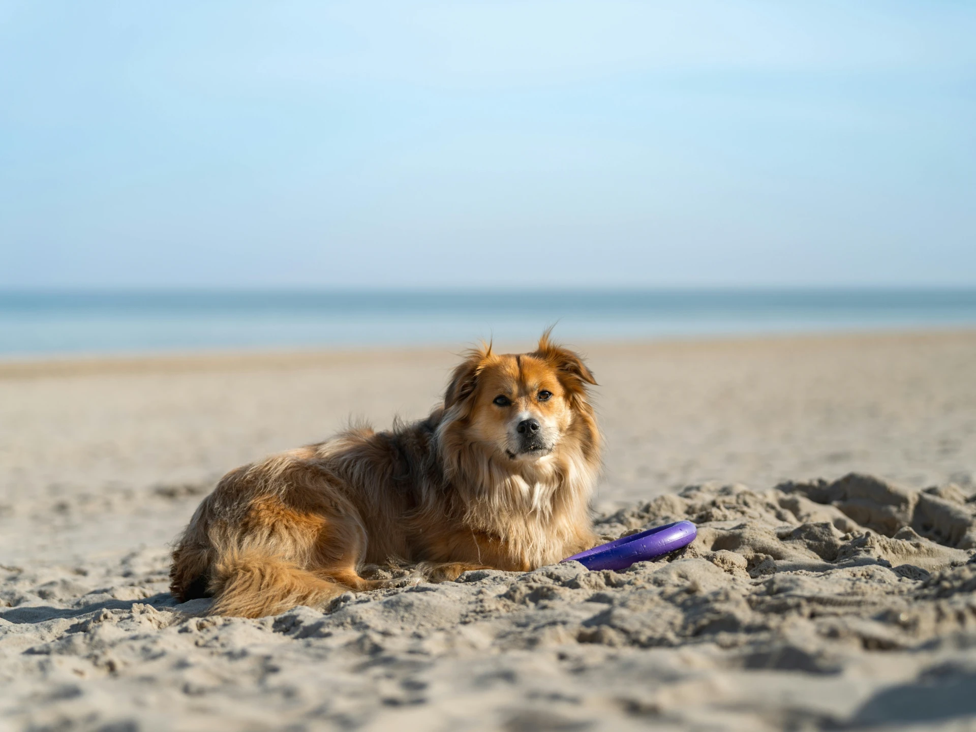 Hund liegt am Strand