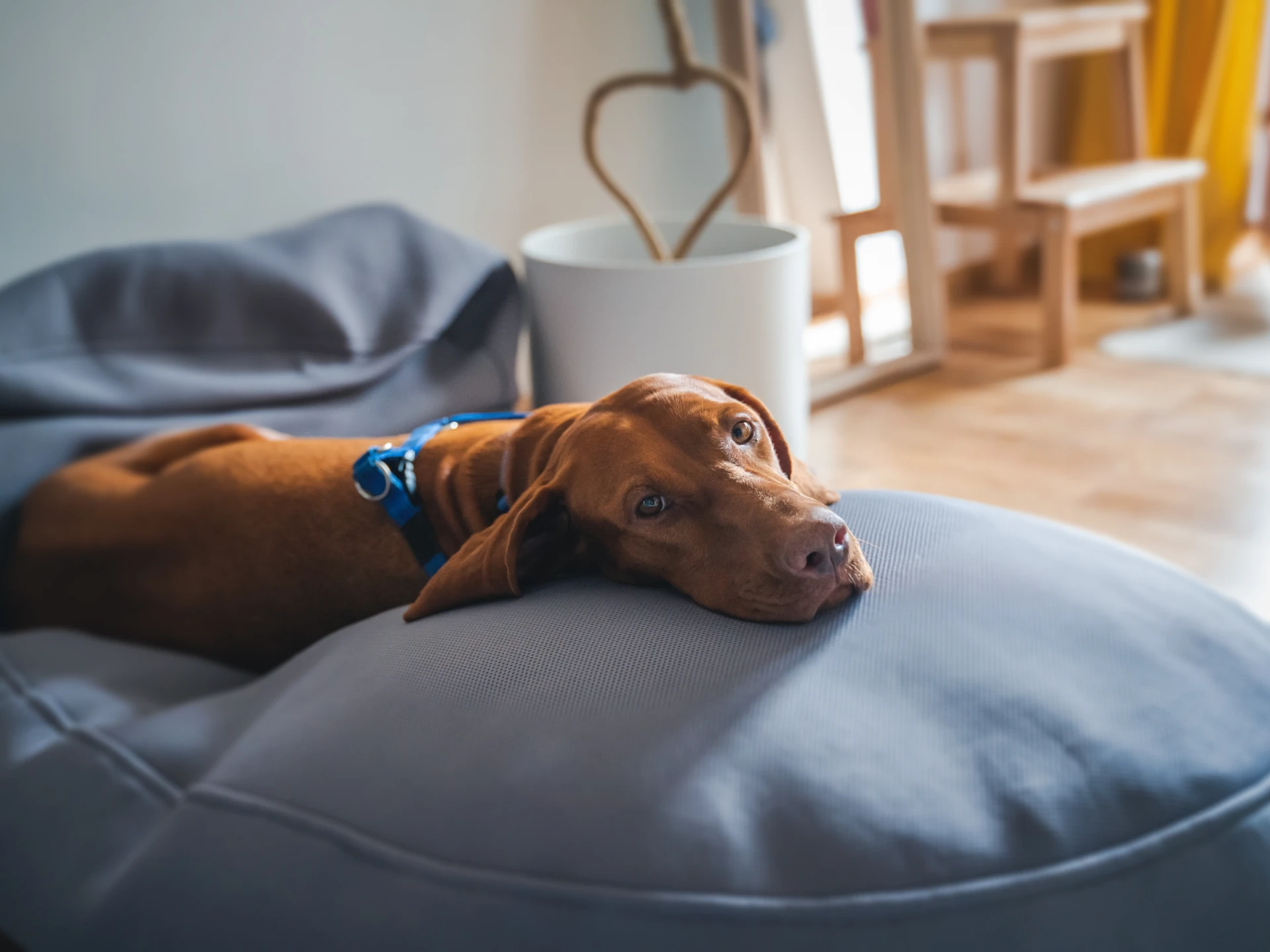 Was kostet Urlaub mit Hund wirklich? Die ehrliche Kostenanalyse 2026