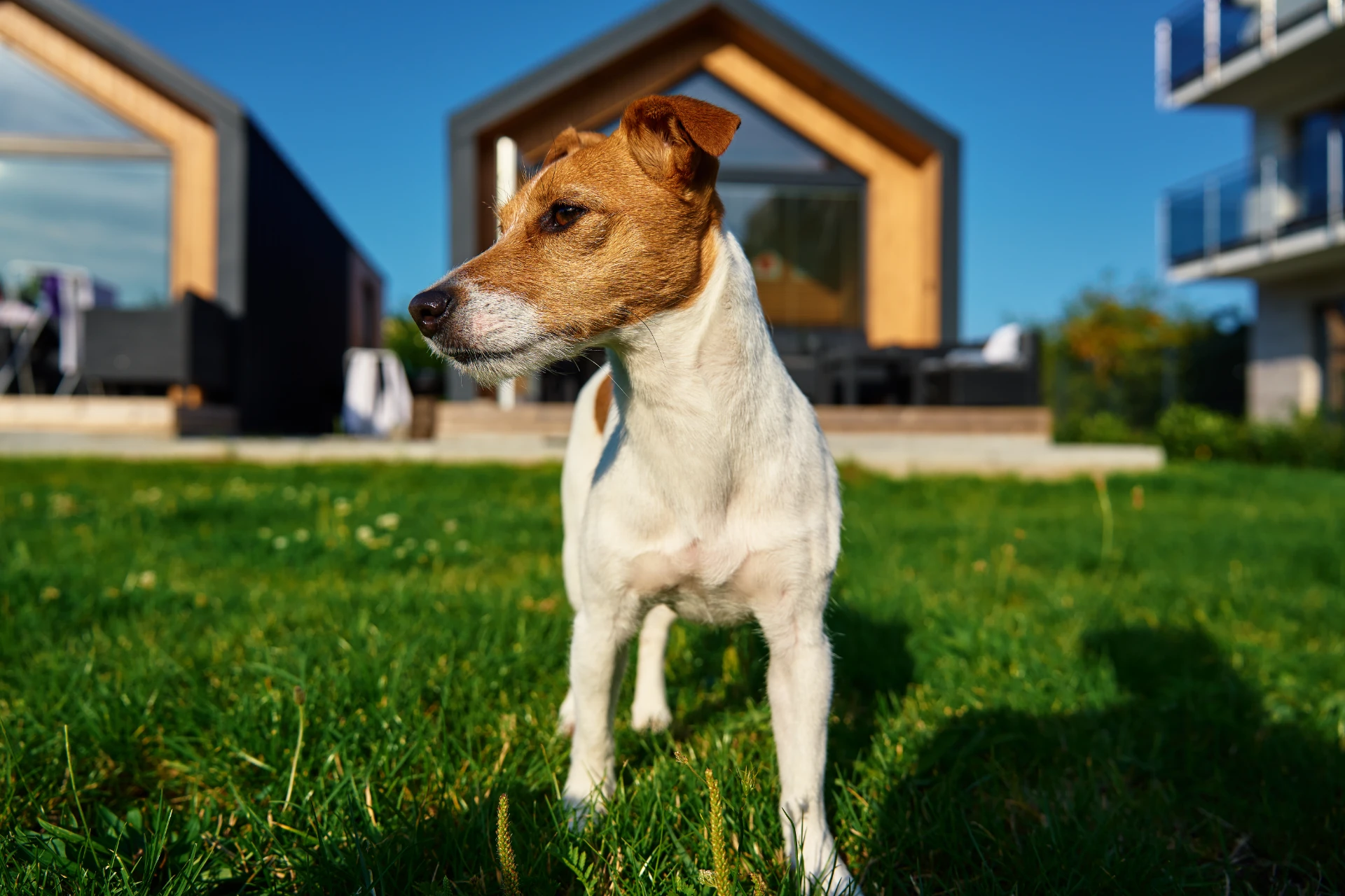 Hund im Urlaub vor einem Ferienhaus