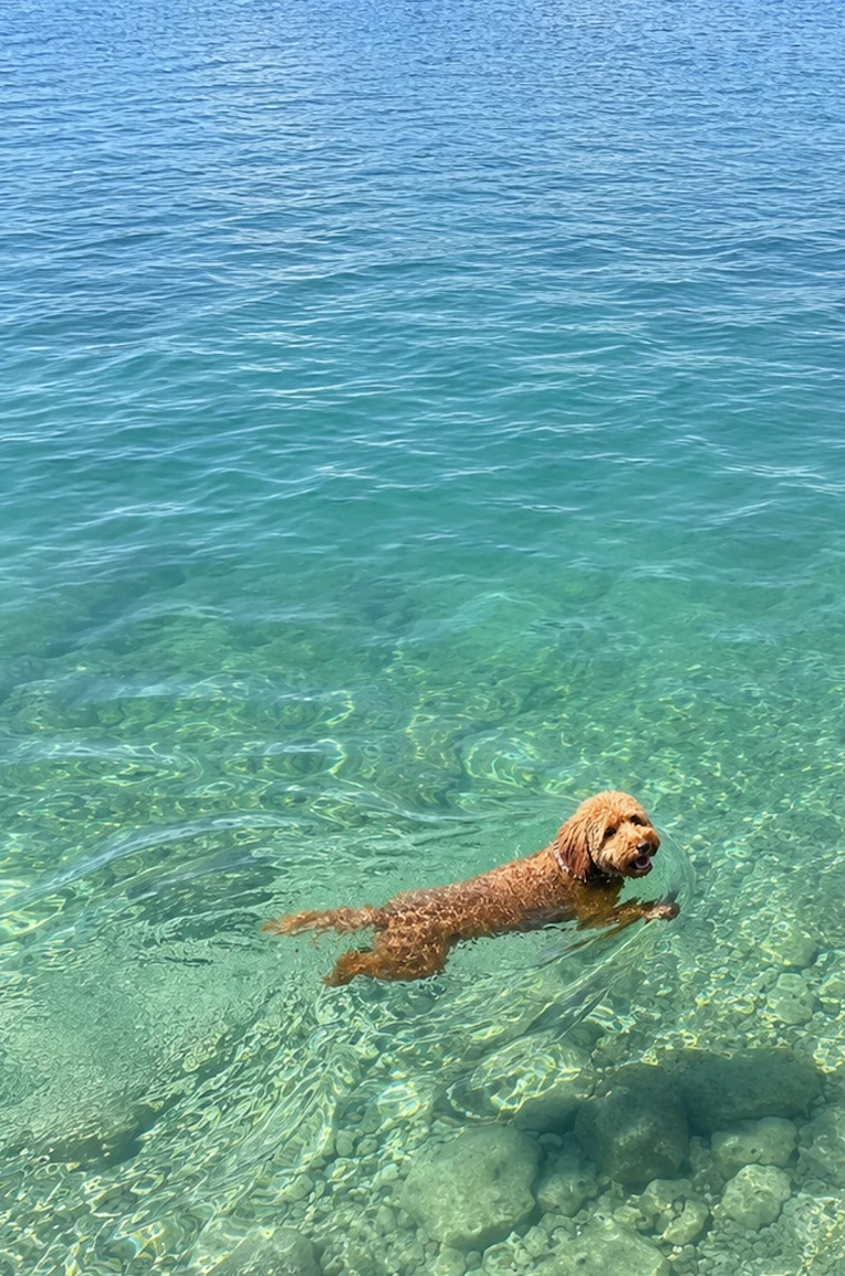 Hund am Hundestrand am Achensee