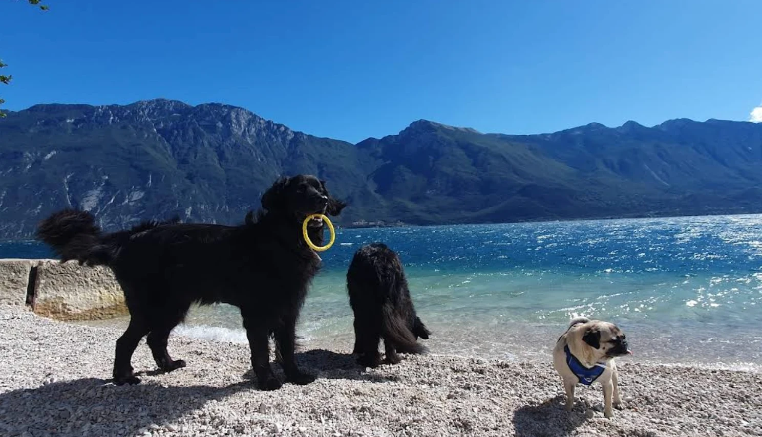Hundestrand am Gardasee