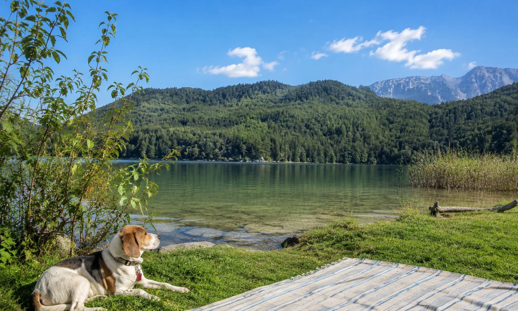 Welcher See im Allgäu mit Hund? Unsere ehrliche Empfehlung 2026