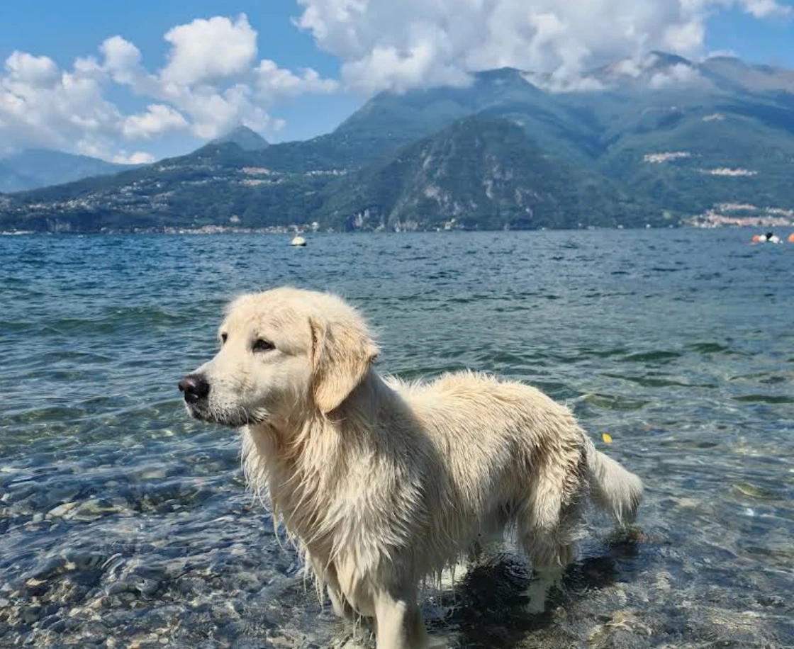 1 Woche Comer See mit Hund für 121€ p.P. 🇮🇹🐾