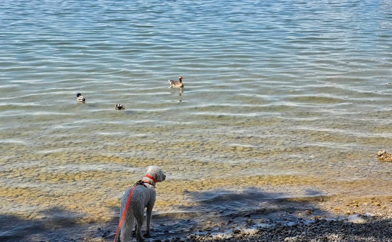 München Umland & 5-Seen-Land mit Hund: 2 Nächte ab 87 € p.P. 