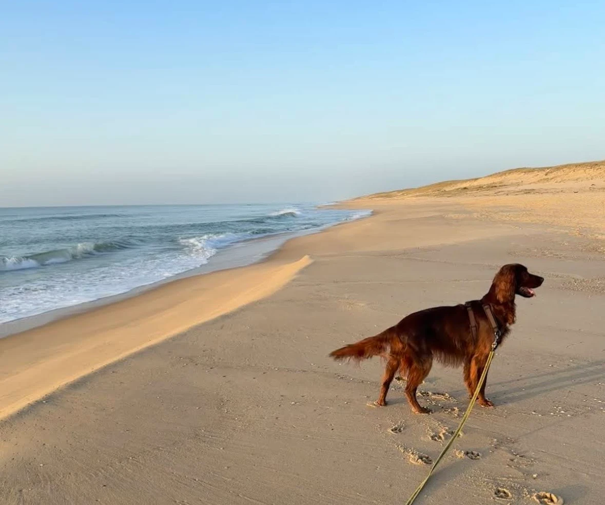 1 Woche Strandurlaub mit Hund am Hundestrand