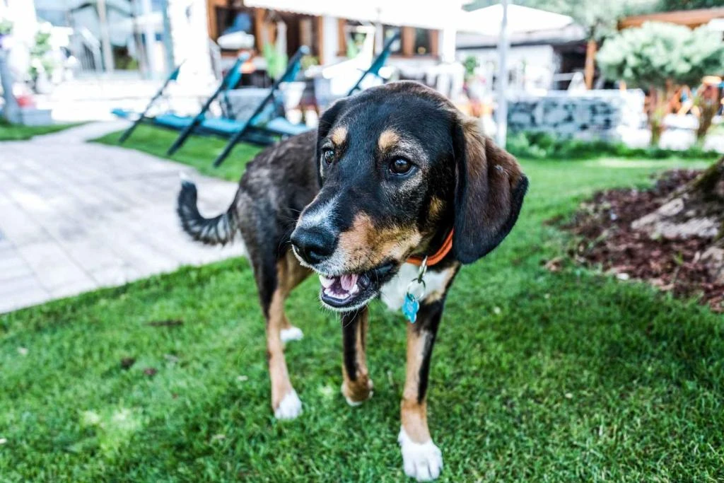 3 Tage Achensee mit Hund & Wellness ab 129 € p.P. 🐾🏔️