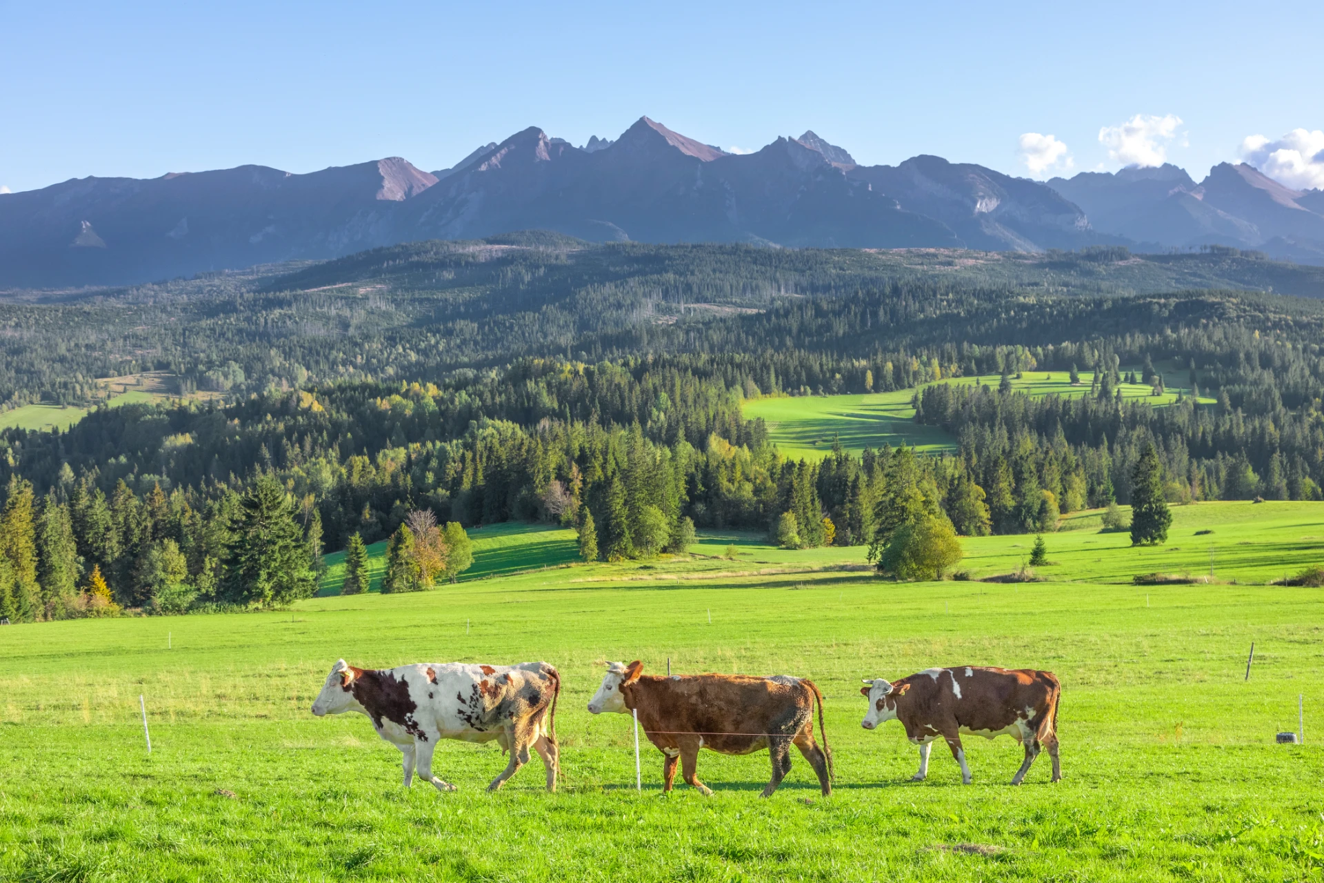 4 Tage Bauernhofurlaub im Allgäu