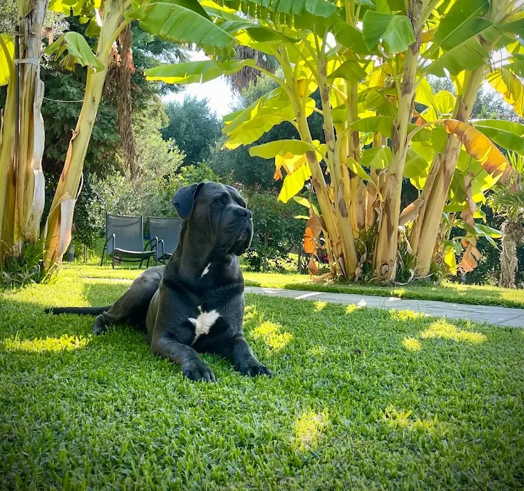 Hundefreundliche Unterkunft: Ferienwohnung "MOLA PAPAYA STUDIOS" direkt am Strand von Mola Kalyva