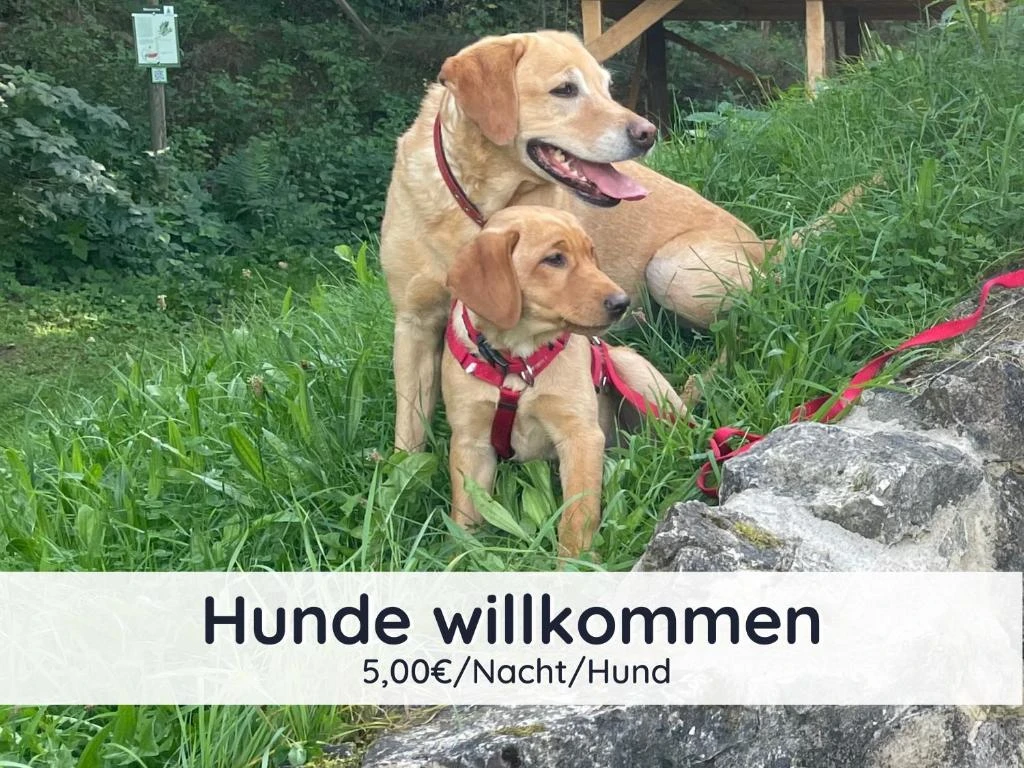 Ferienhaus "SweetHome" mit eingezäuntem Garten in Bad Sachsa 2